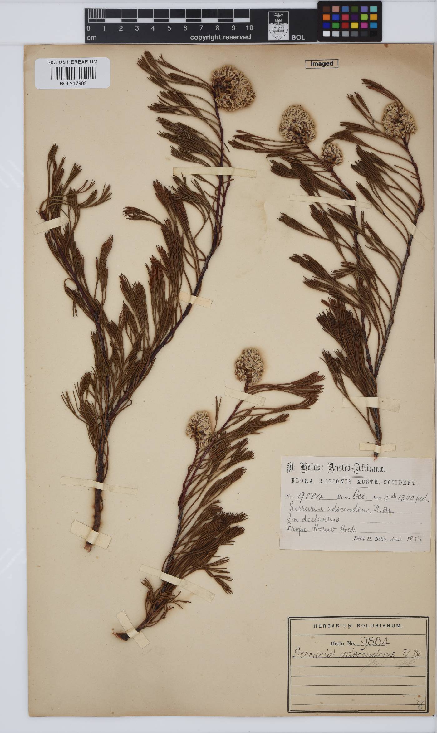 Serruria adscendens image