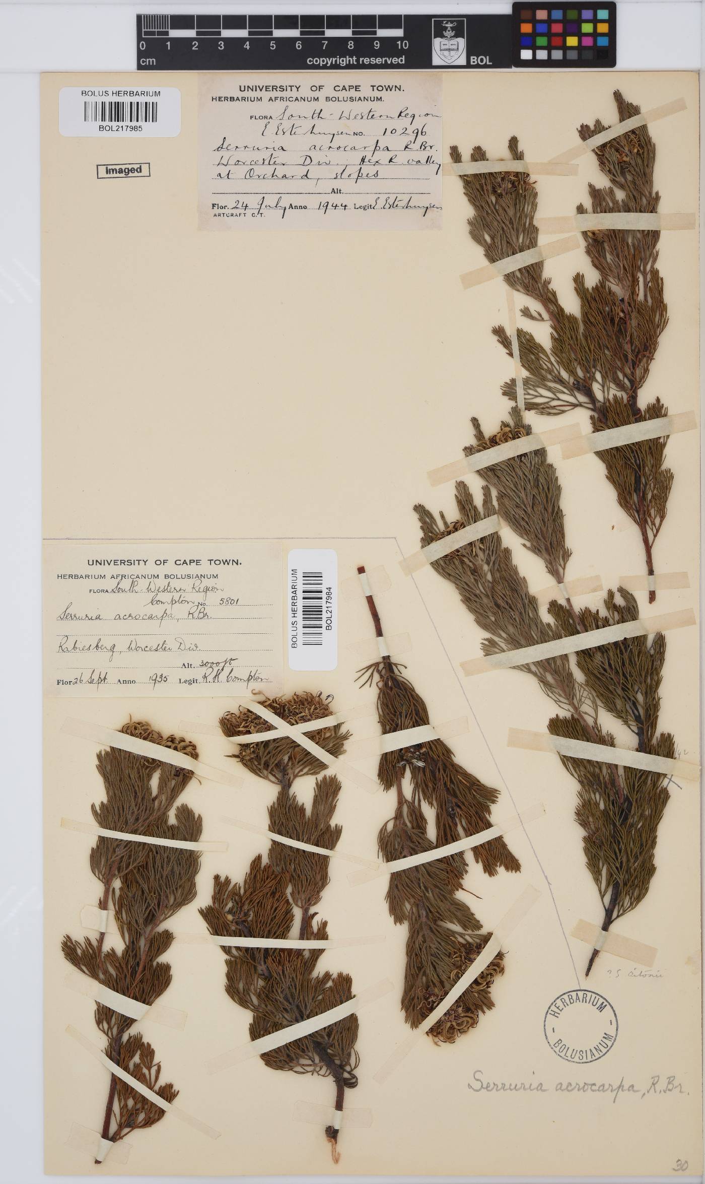 Serruria image