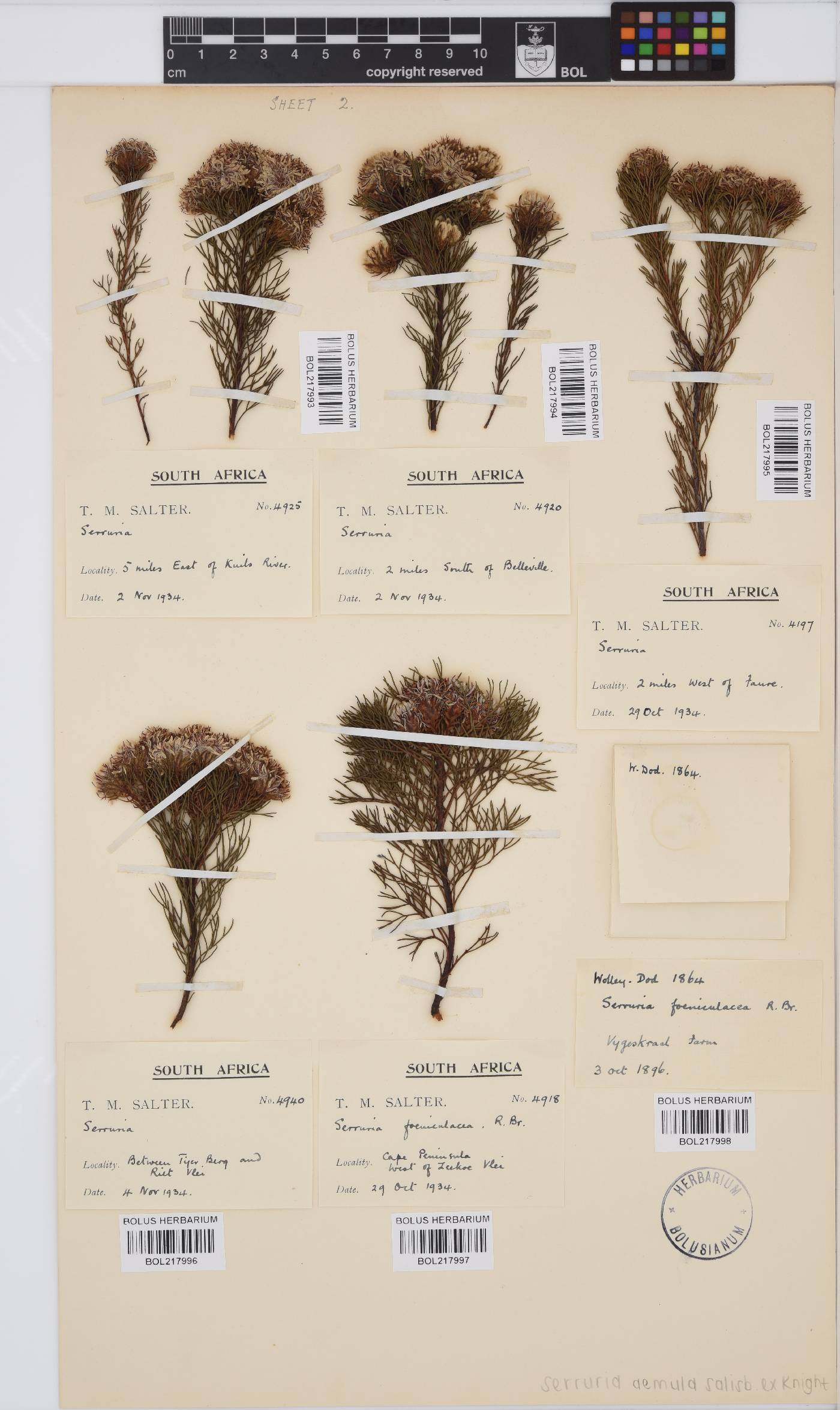 Serruria aemula image