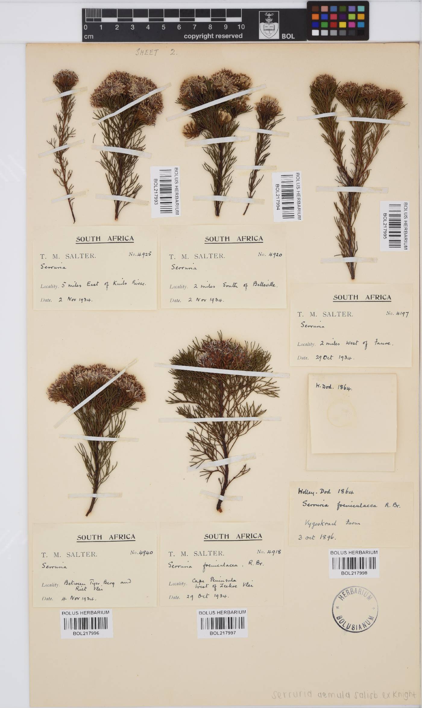 Serruria aemula image