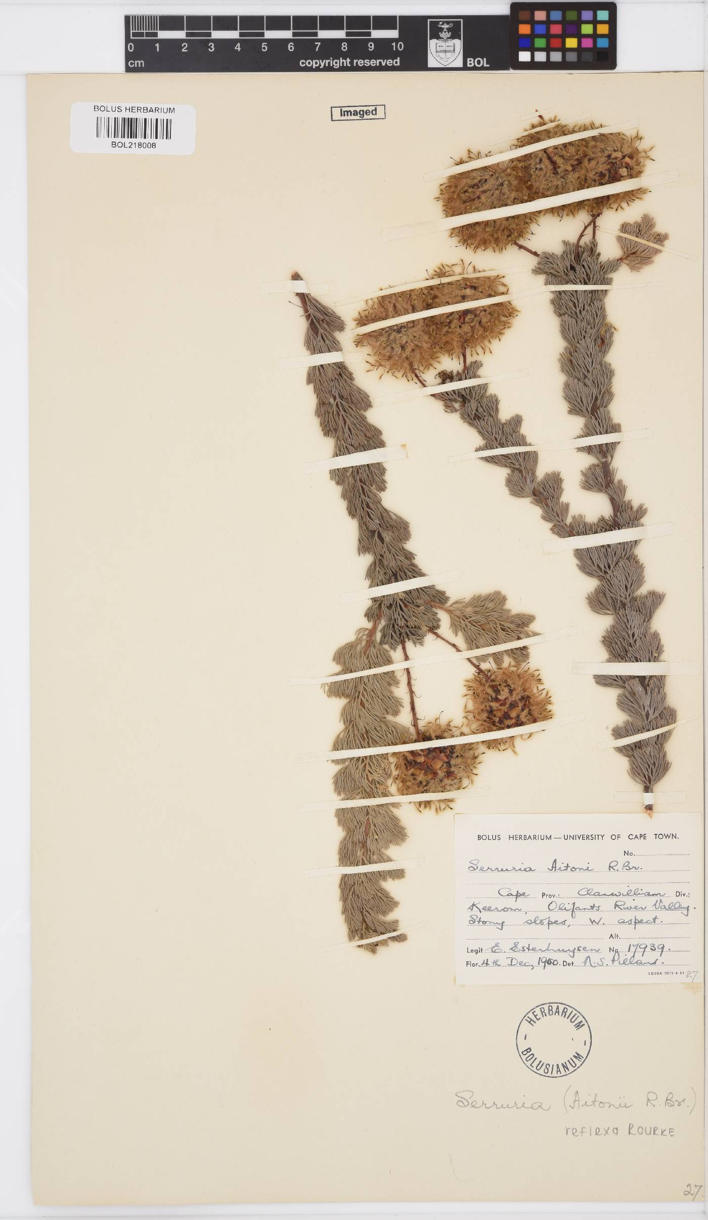 Serruria reflexa image