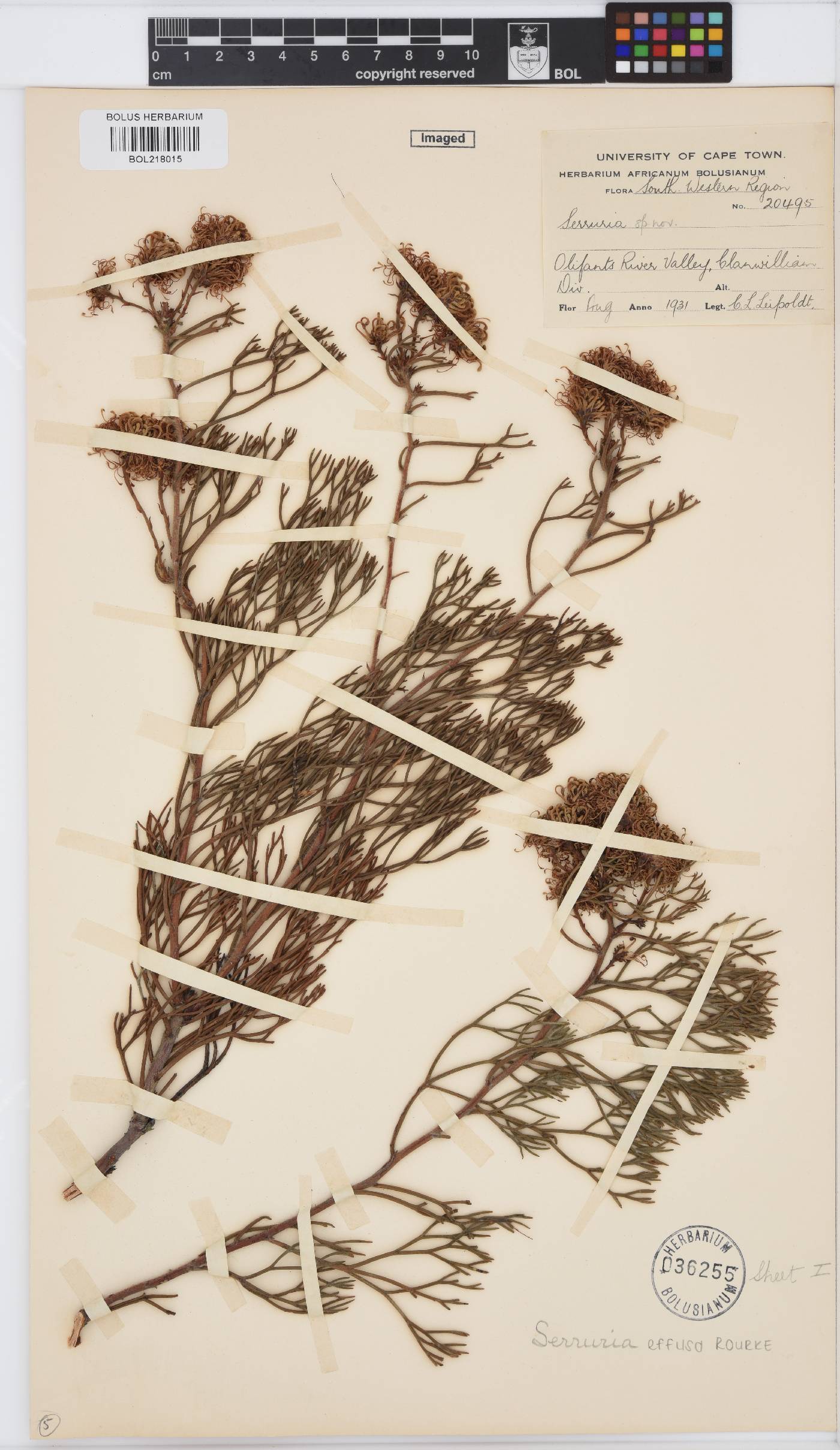 Serruria effusa image
