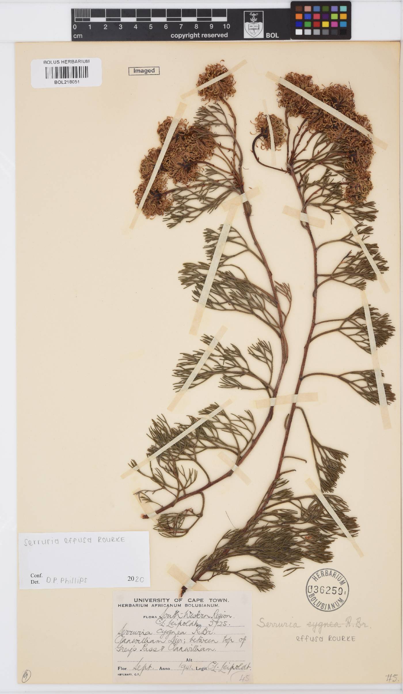 Serruria effusa image