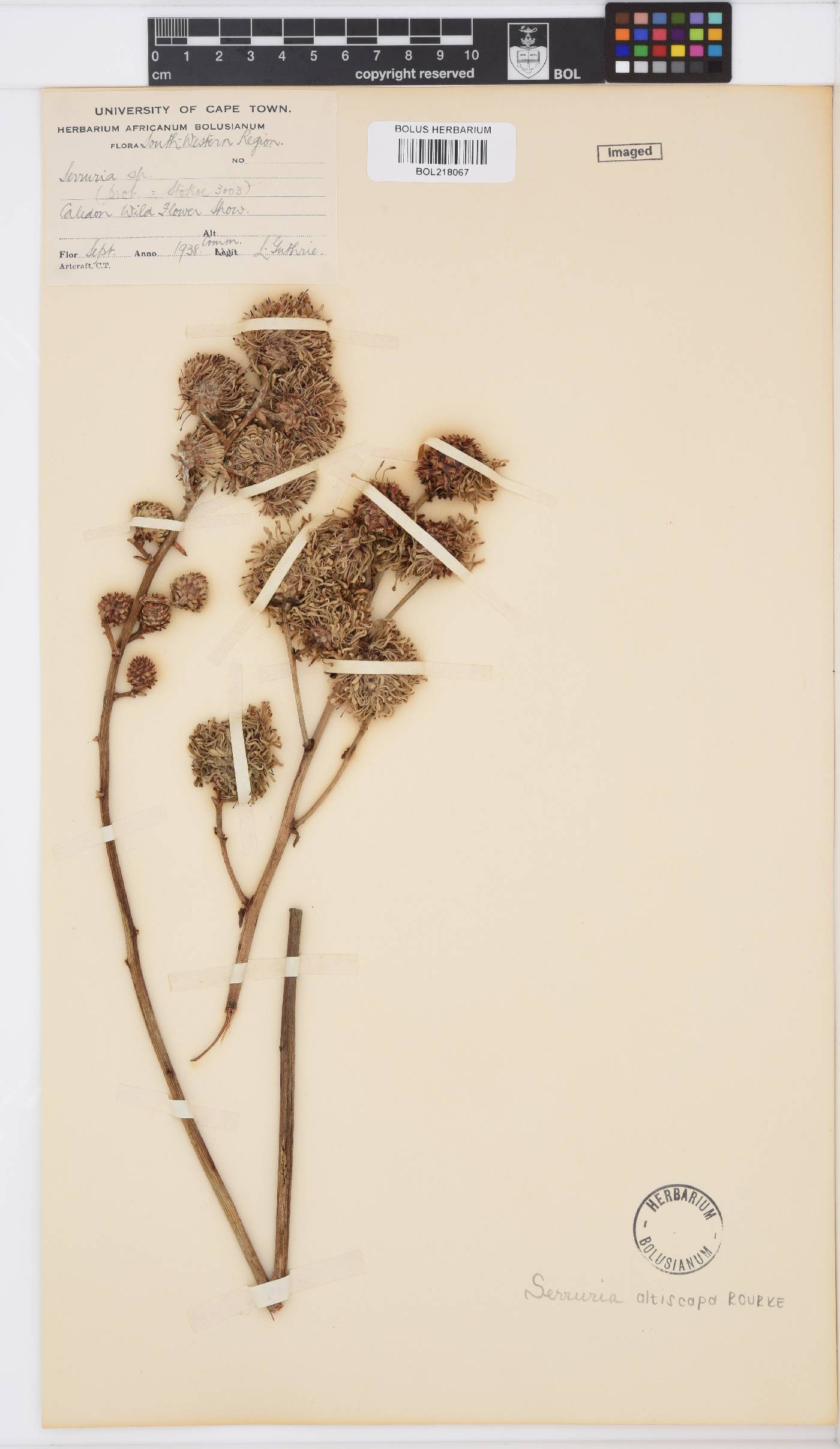 Serruria altiscapa image