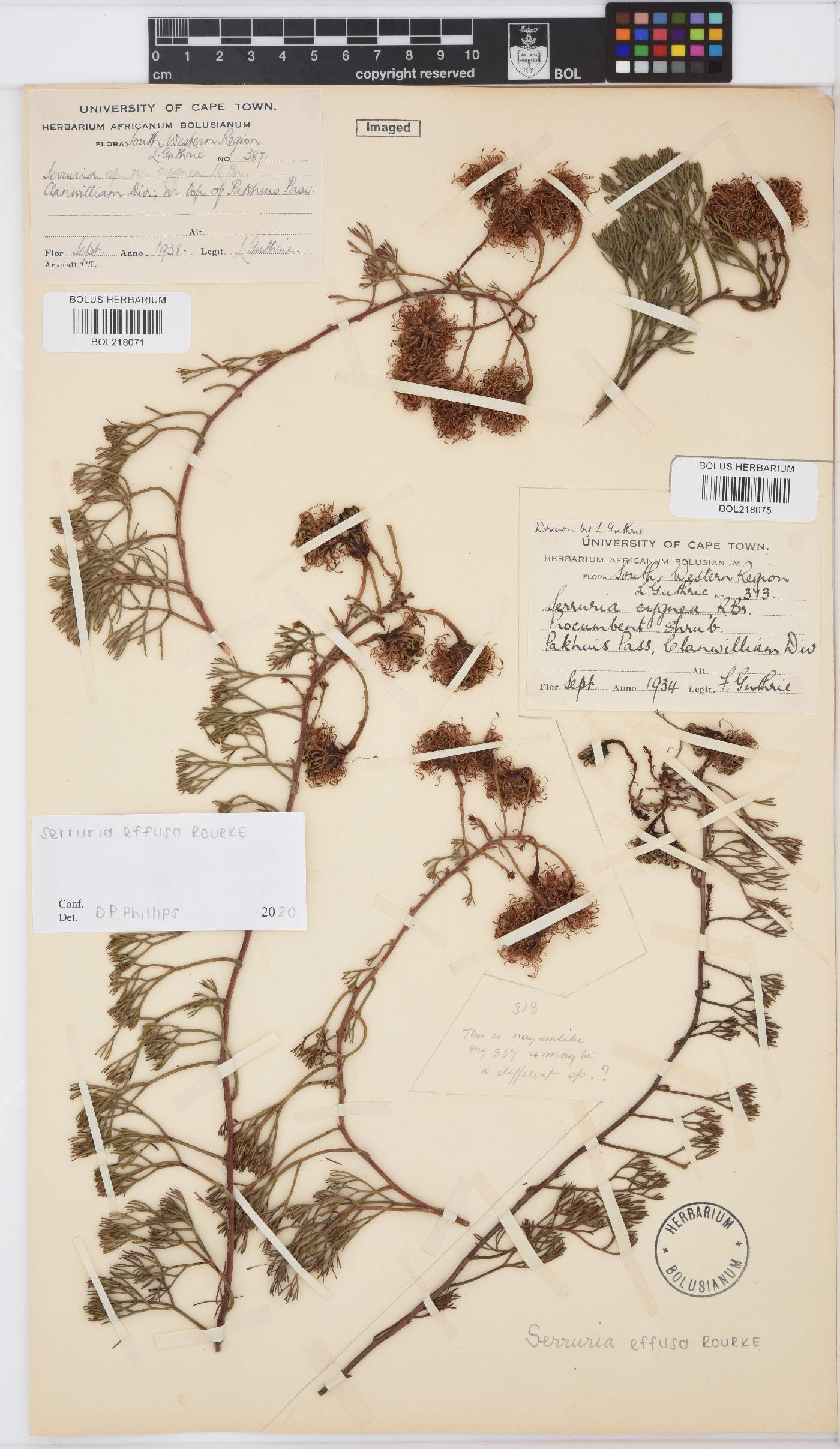 Serruria effusa image