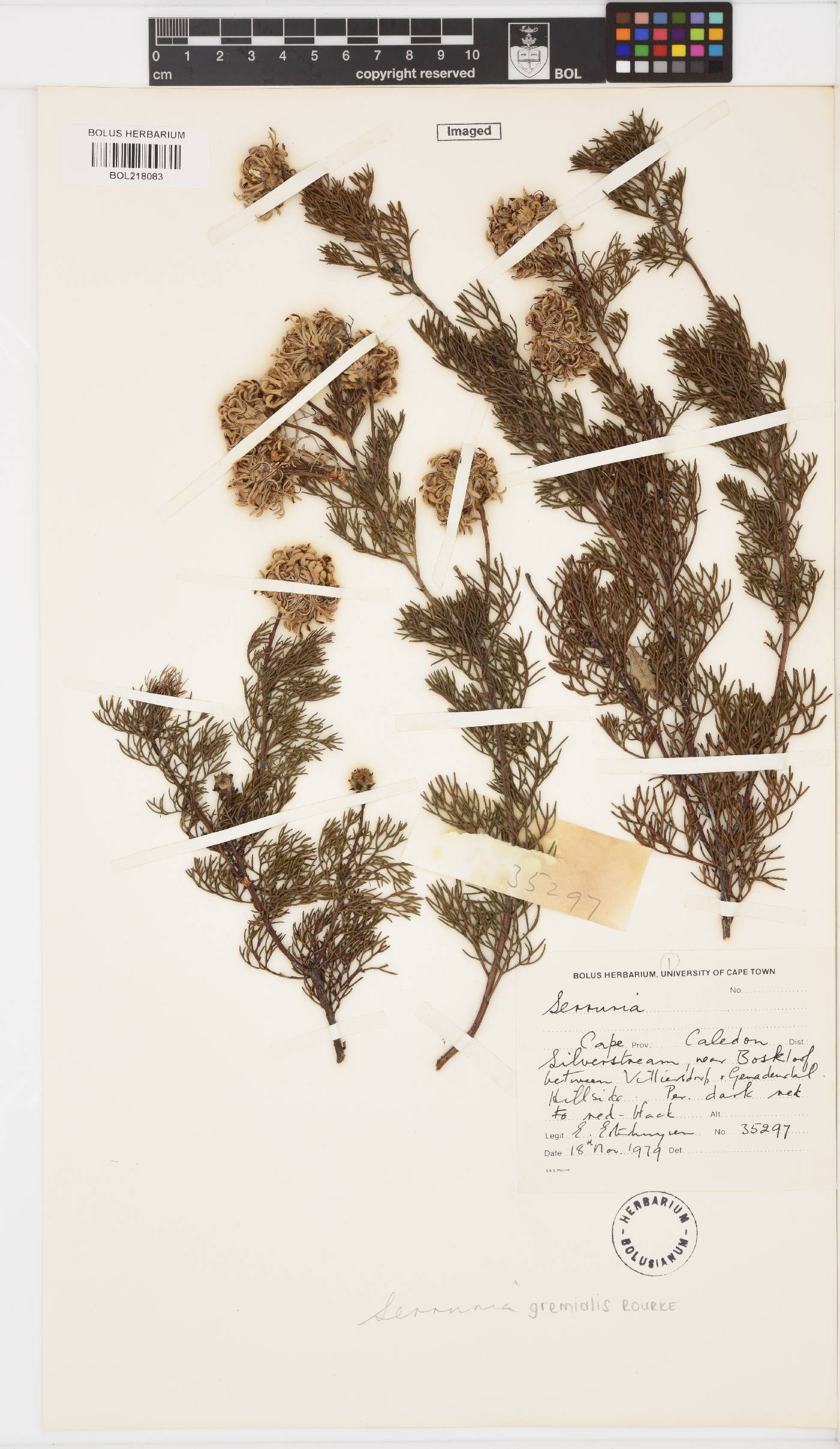 Serruria gremialis image