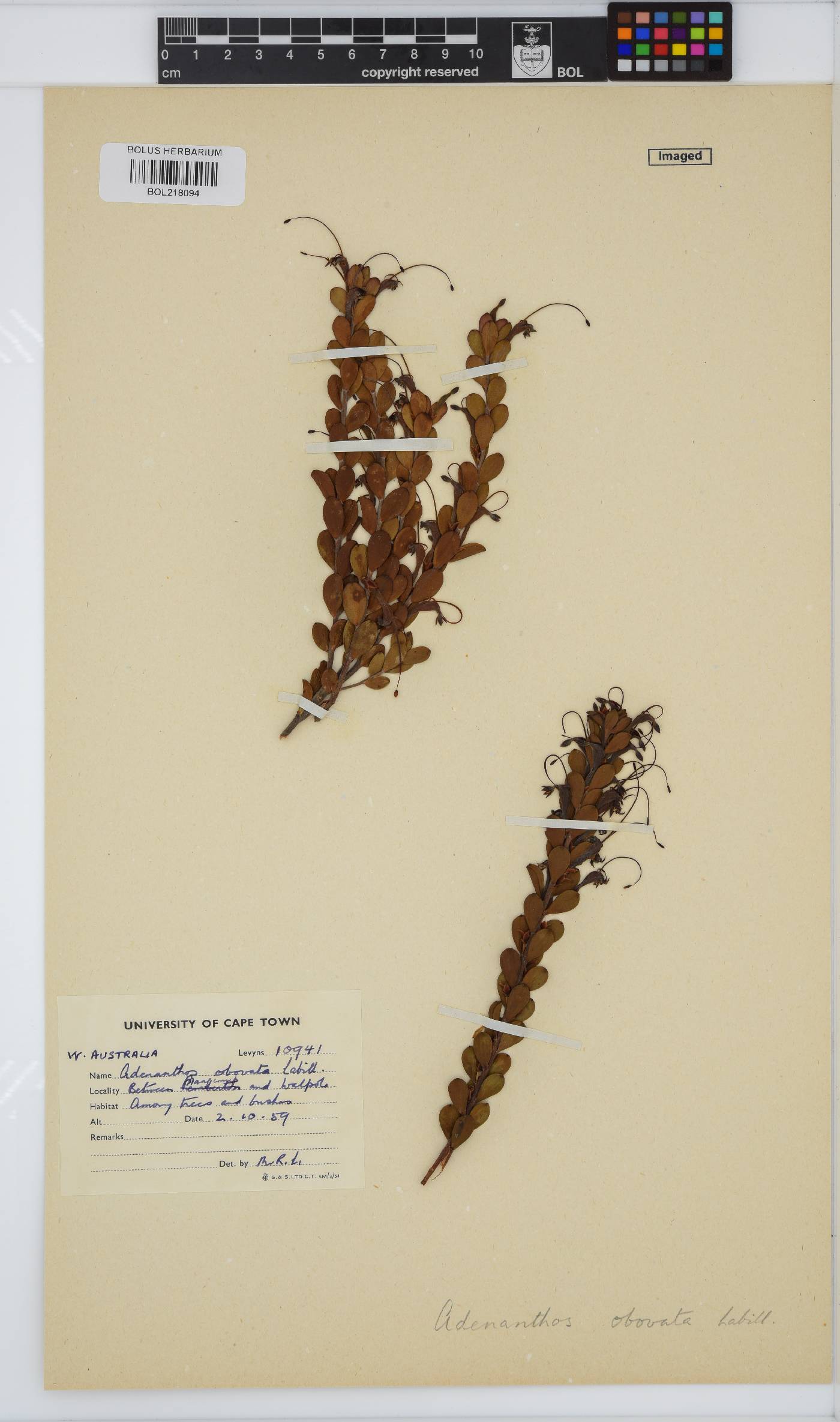 Adenanthos image