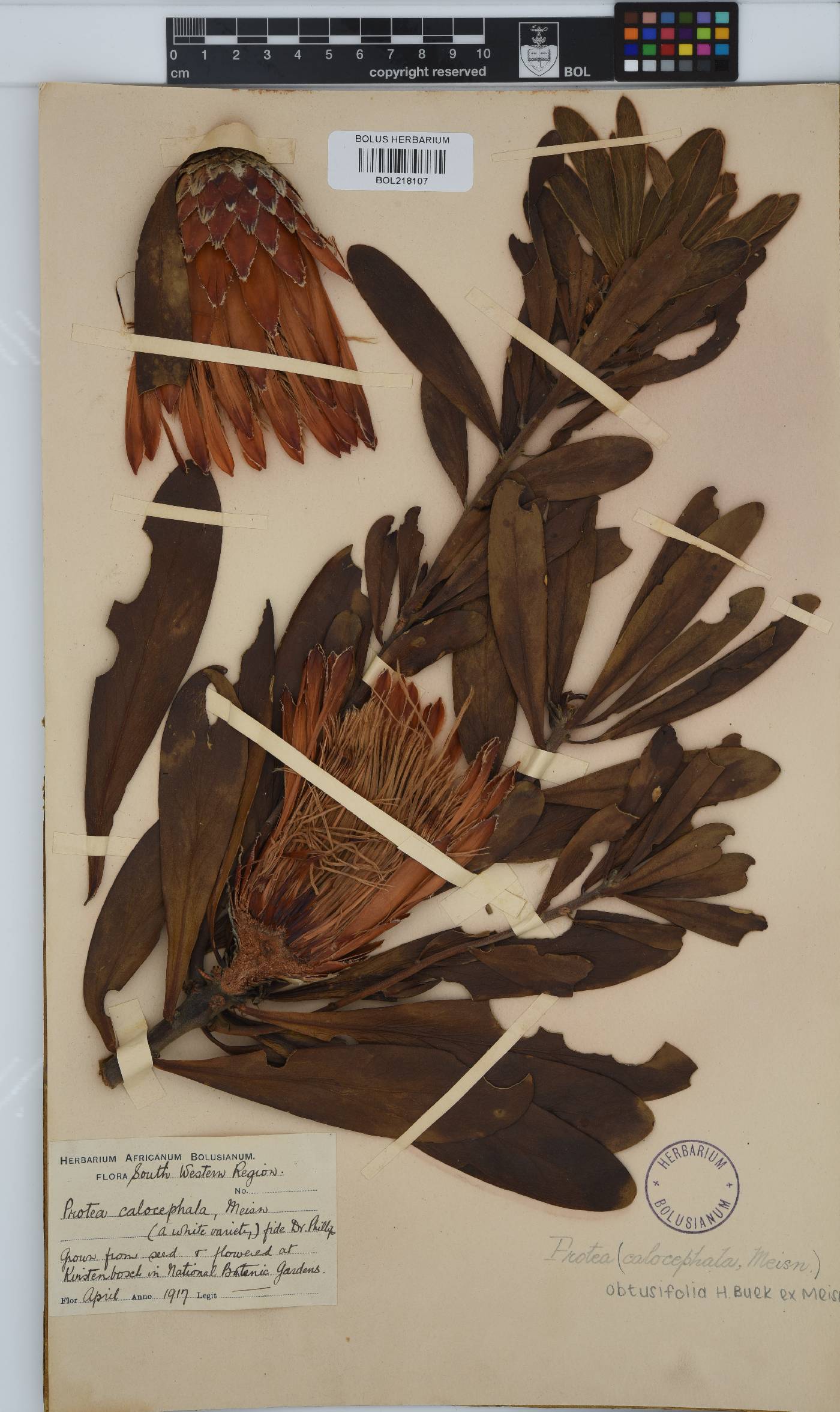 Protea obtusifolia image