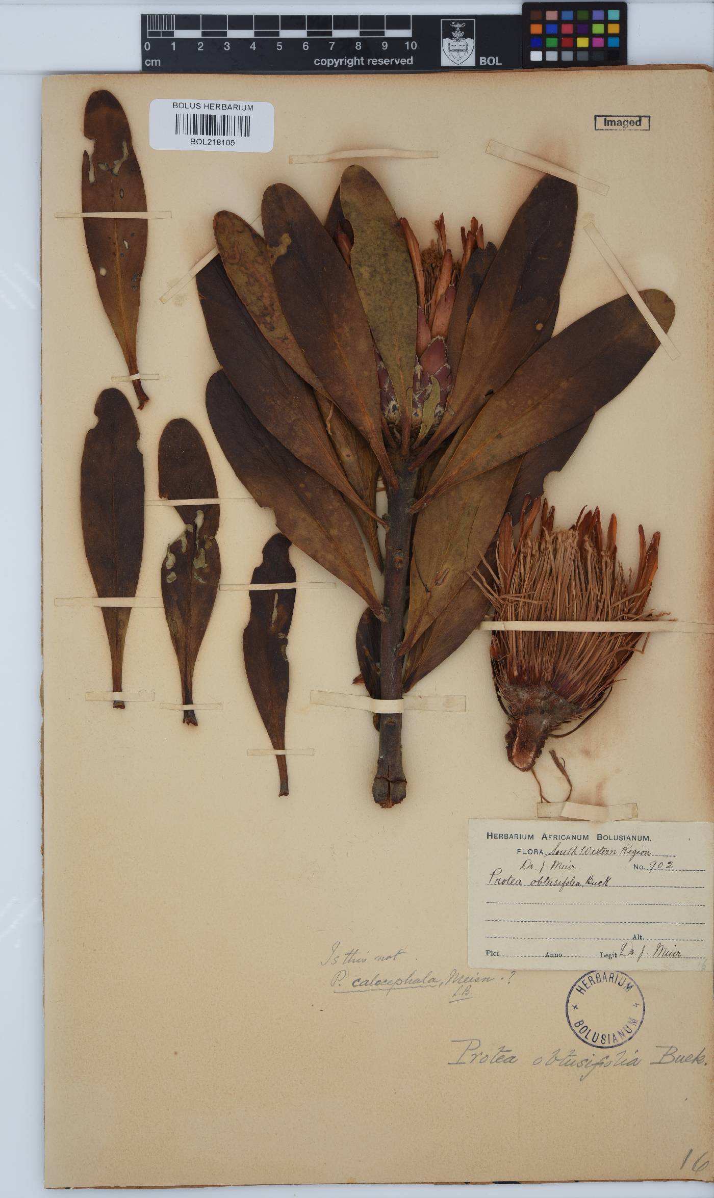 Protea obtusifolia image