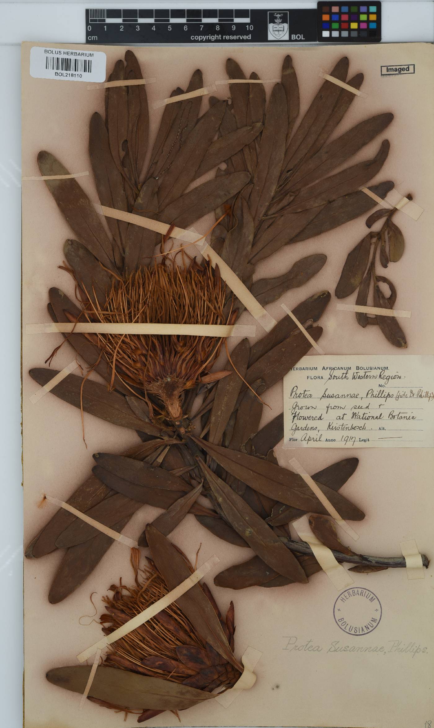 Protea susannae image
