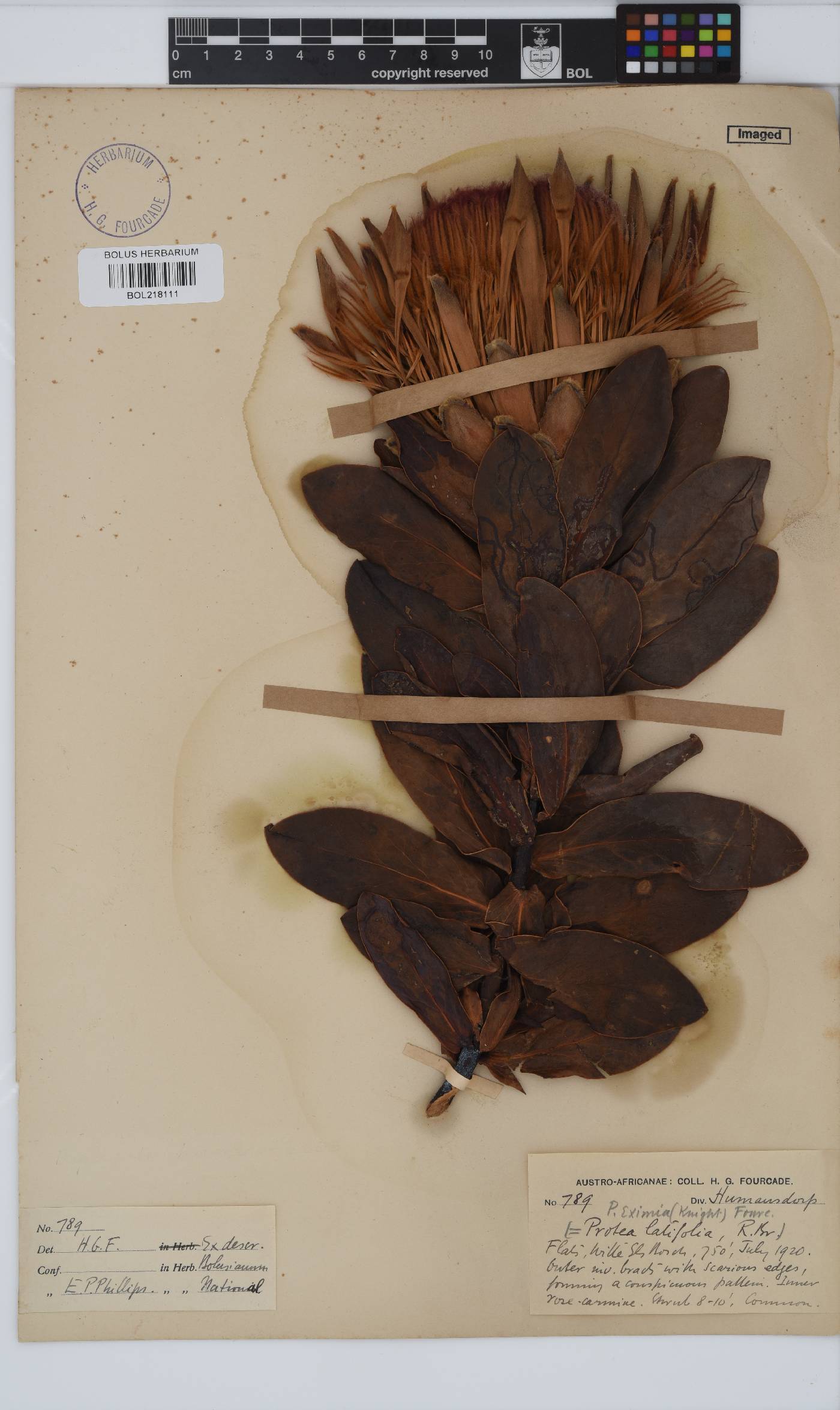 Protea eximia image