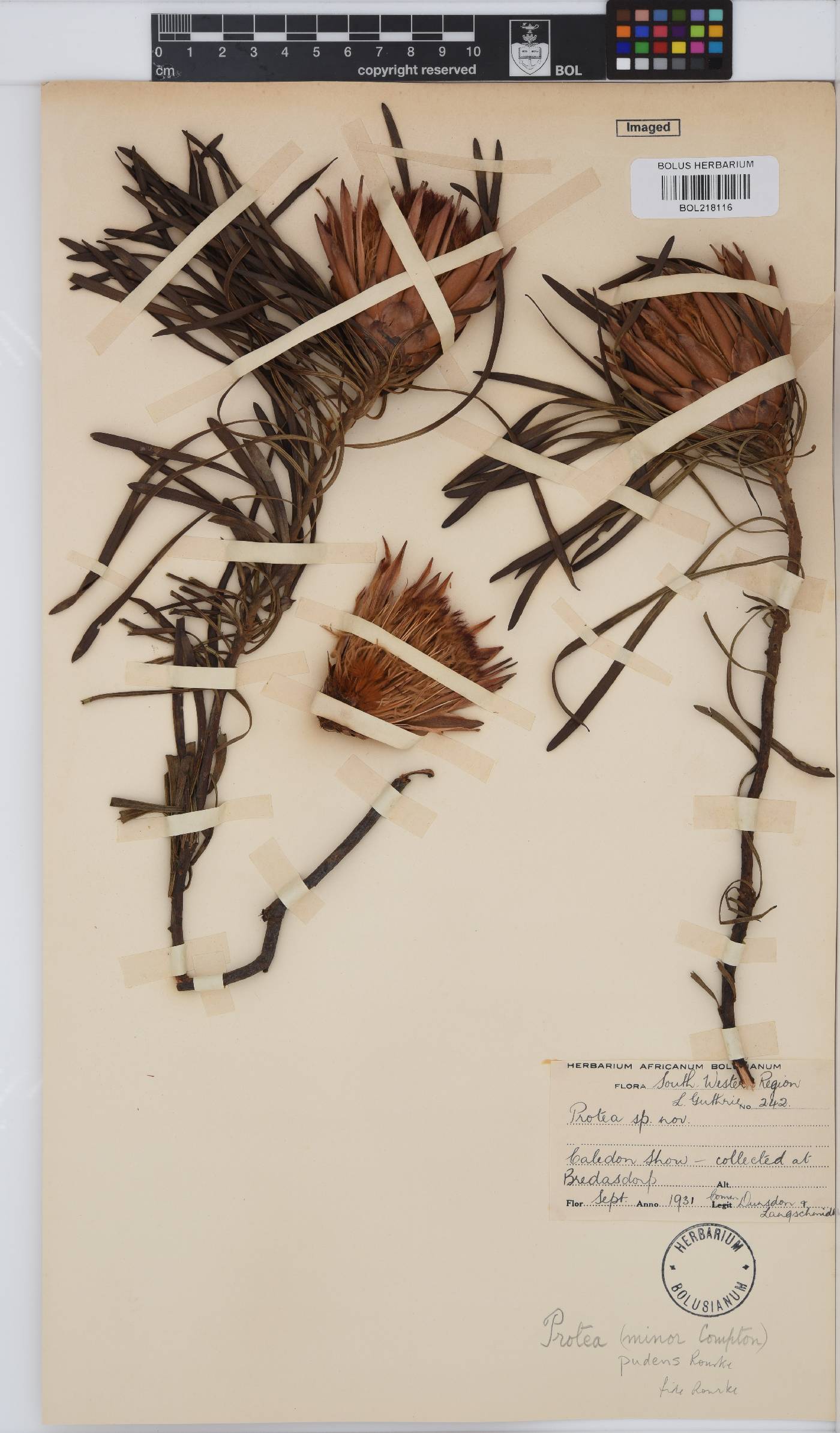 Protea pudens image
