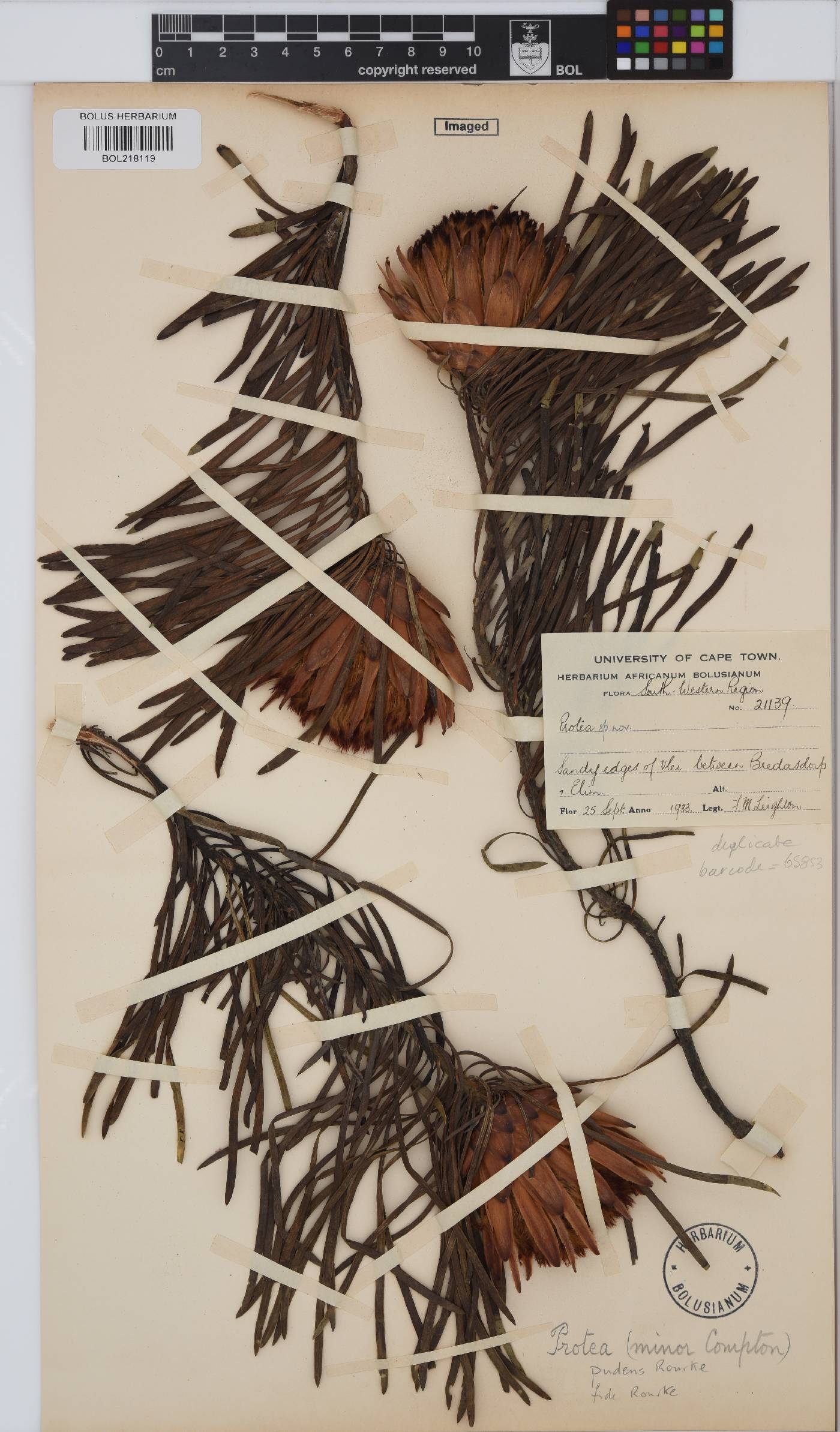 Protea pudens image