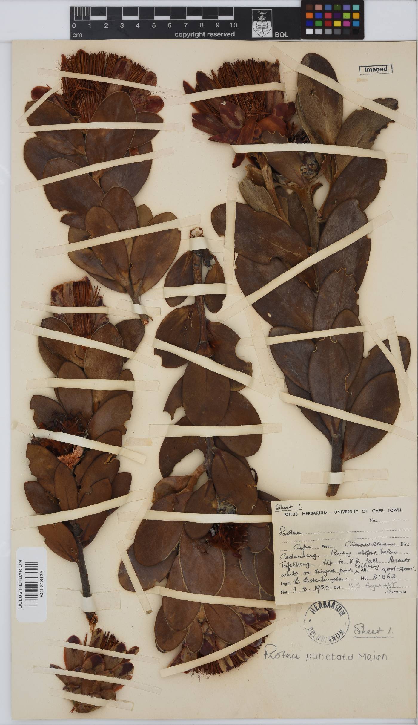 Protea punctata image