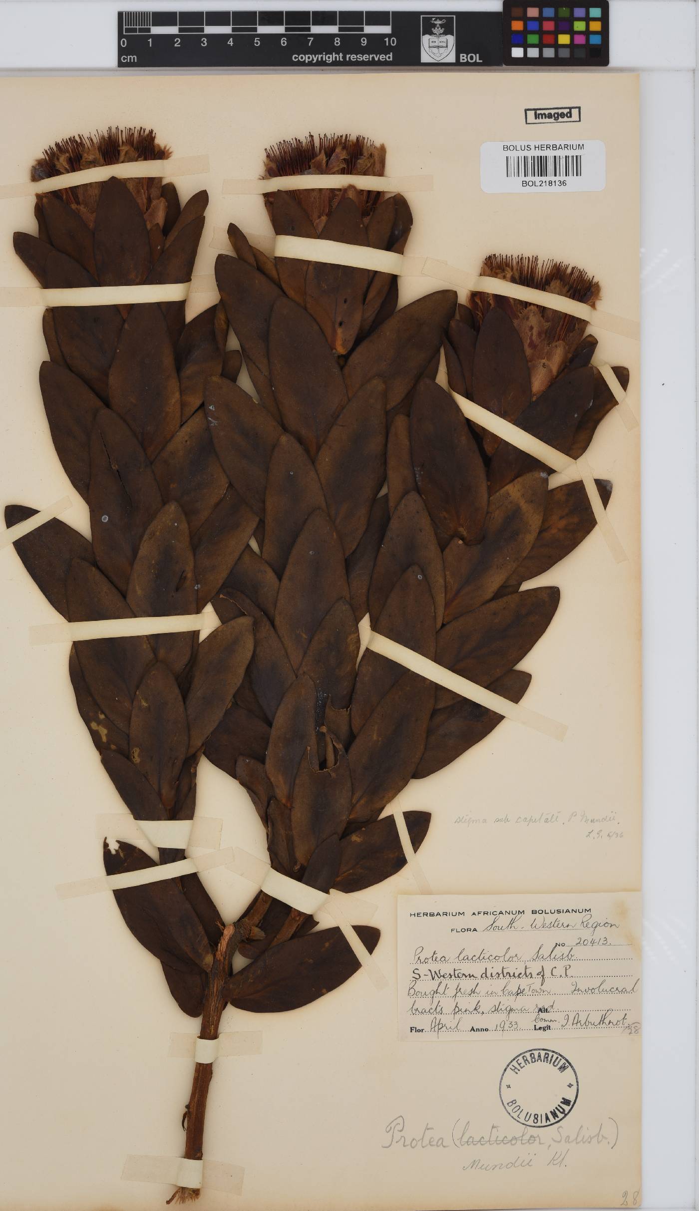 Protea mundii image