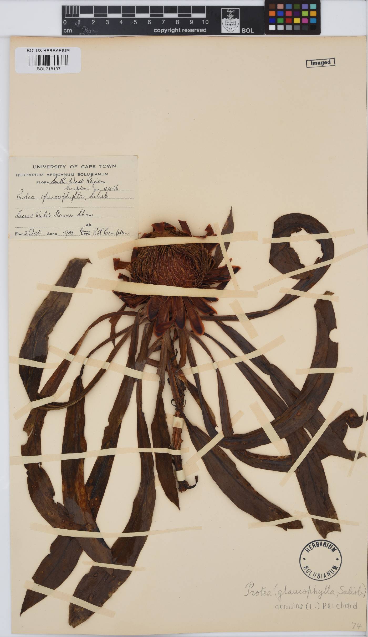 Protea acaulos image