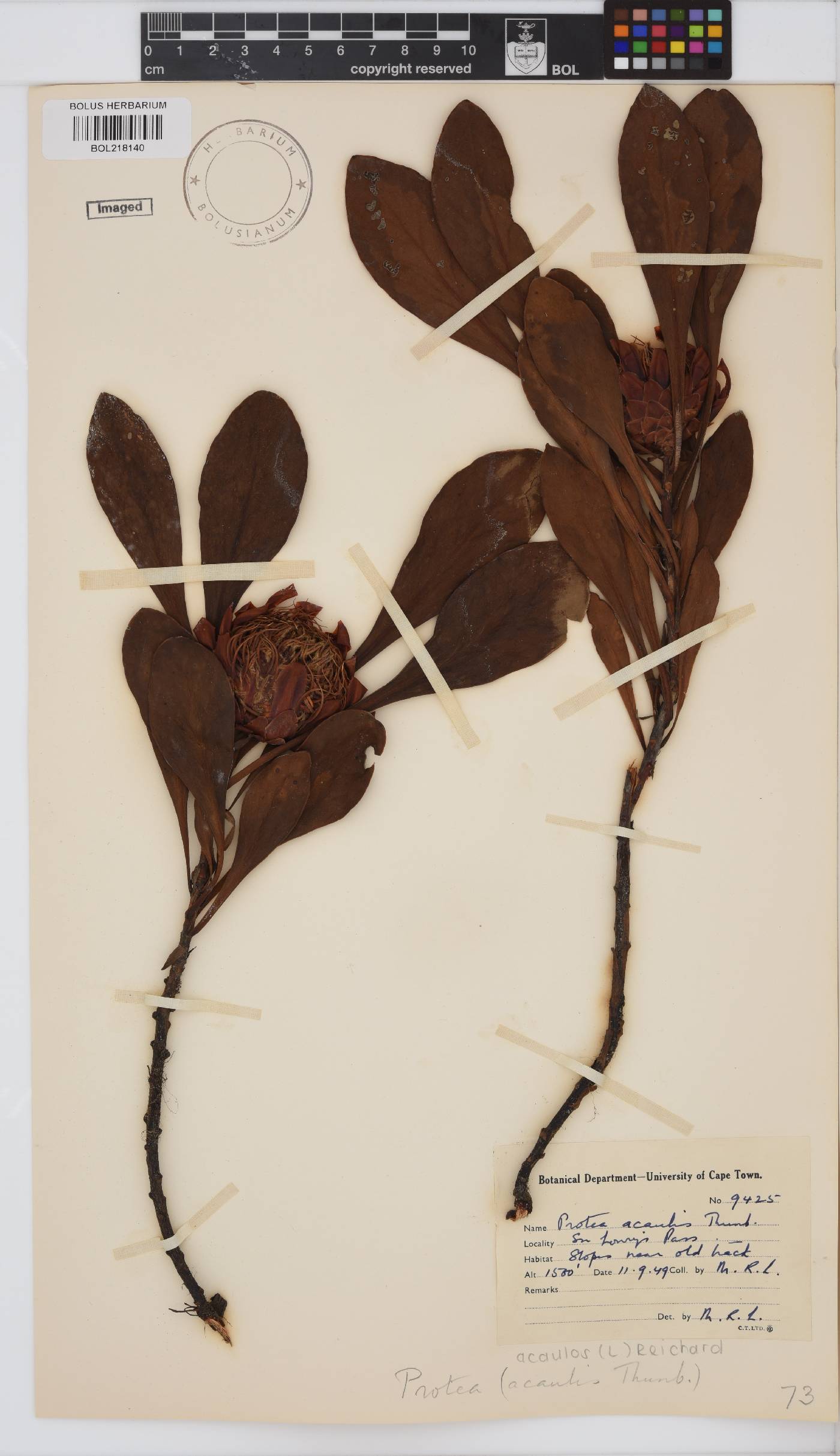 Protea acaulos image