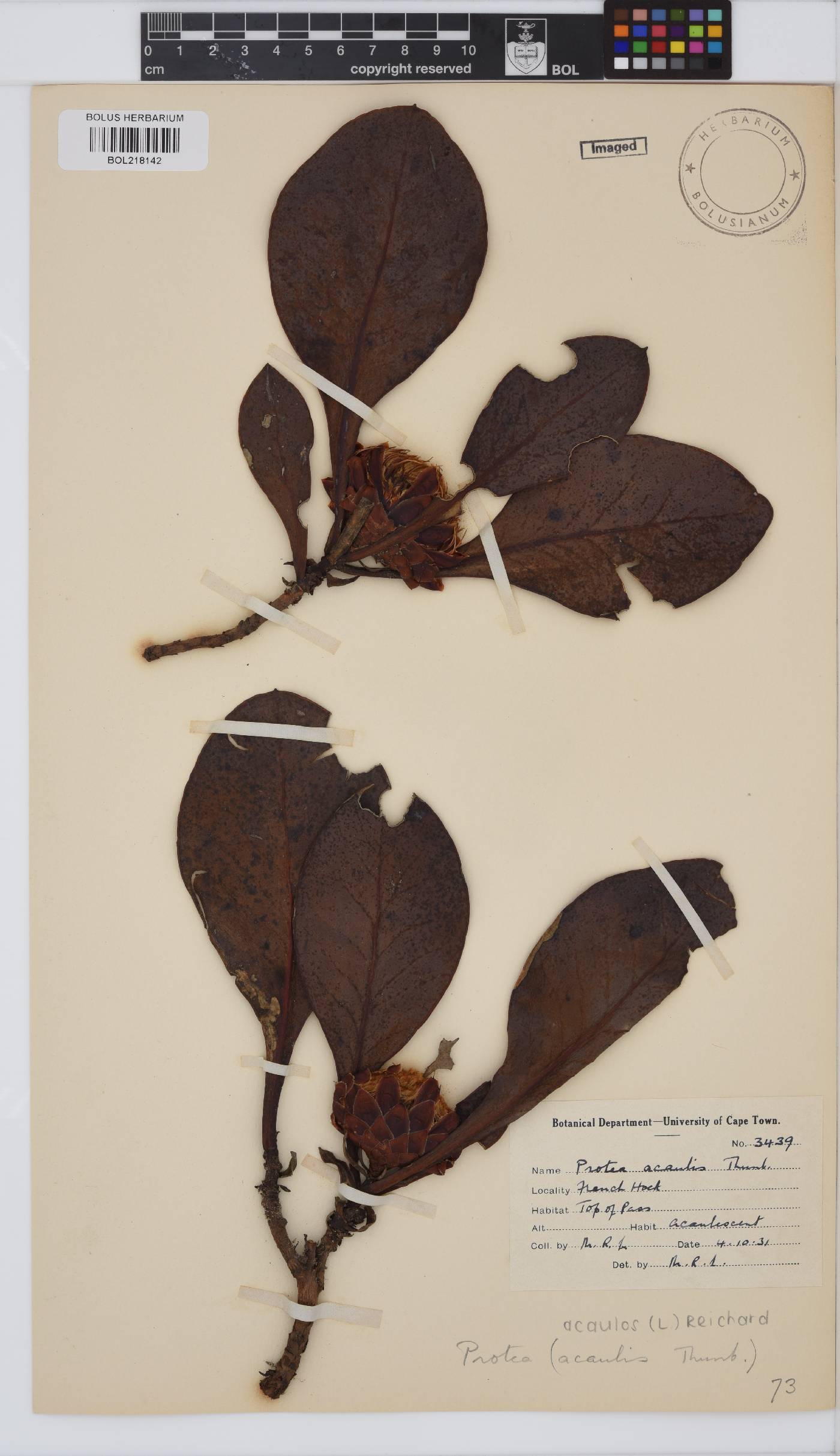 Protea acaulos image