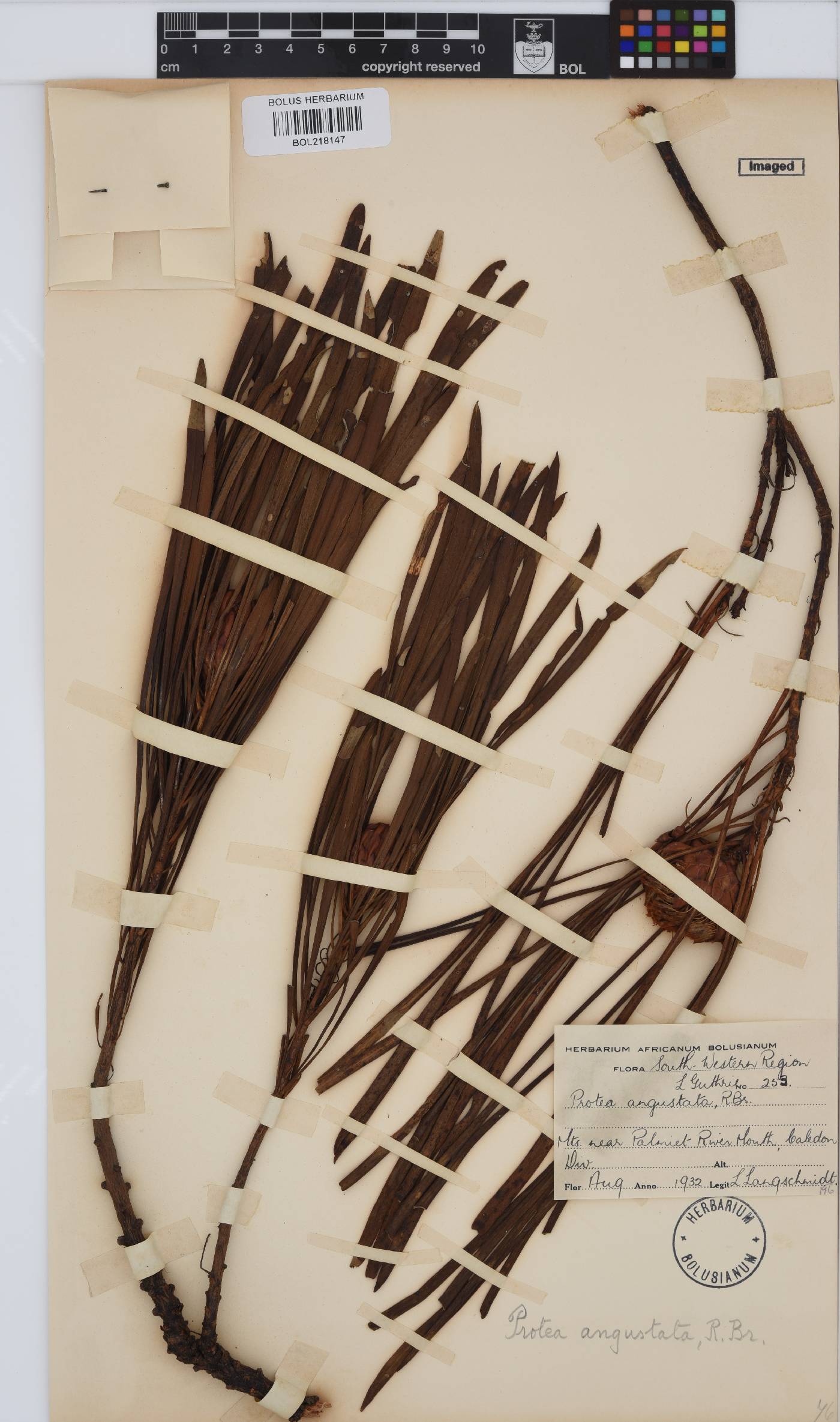 Protea angustata image