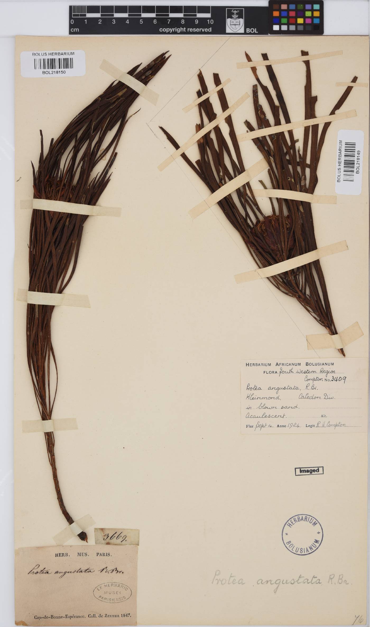 Protea angustata image