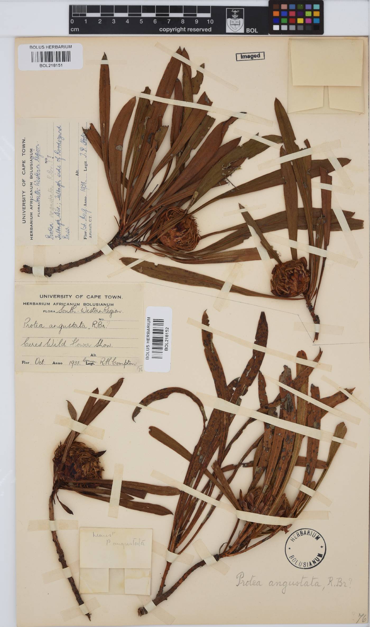Protea angustata image