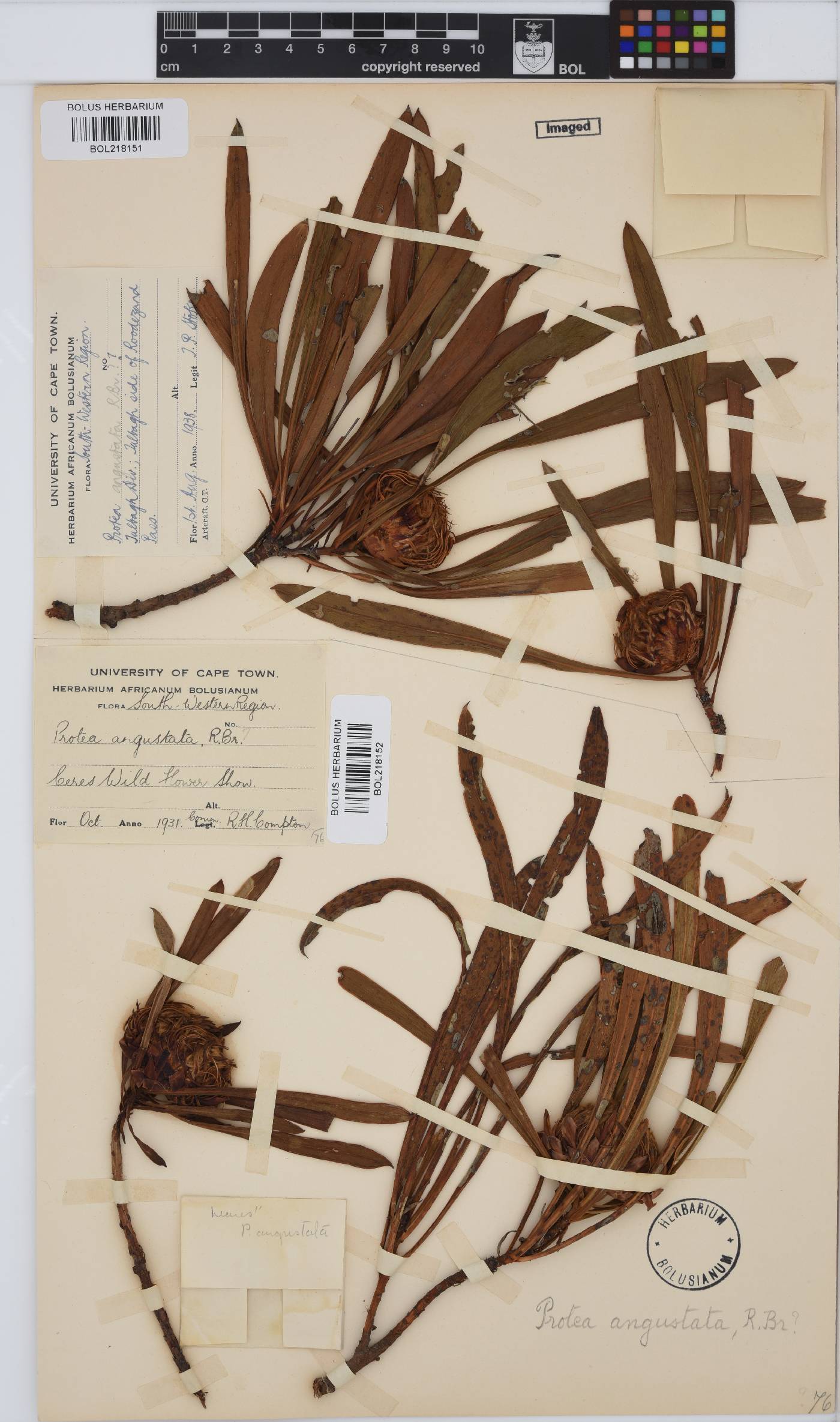 Protea angustata image