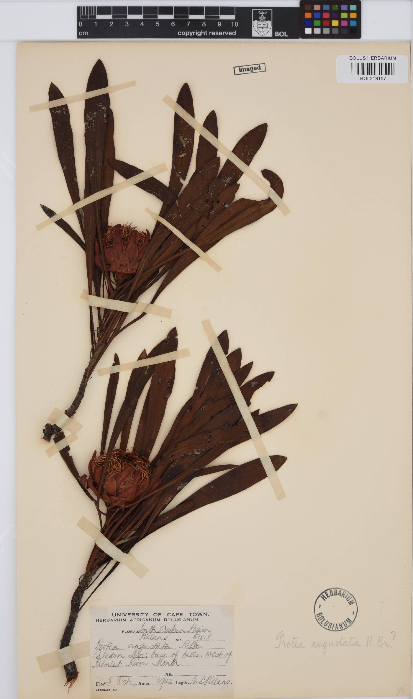 Protea angustata image