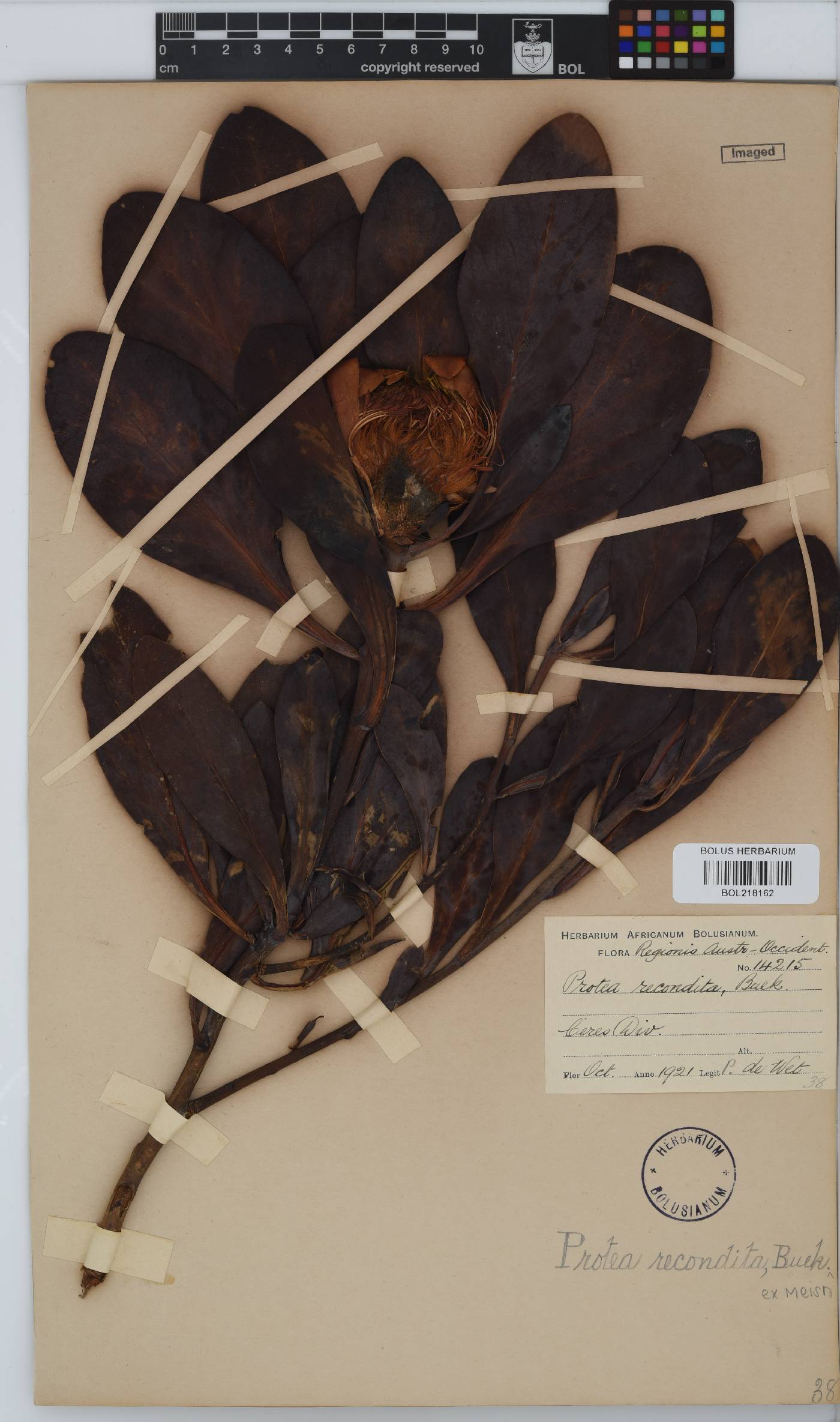 Protea recondita image