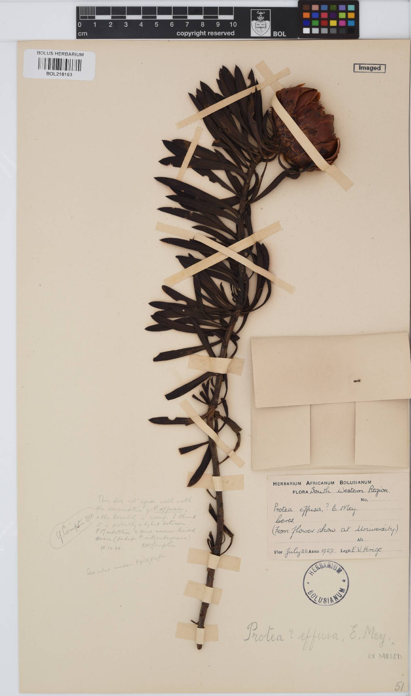 Protea effusa image