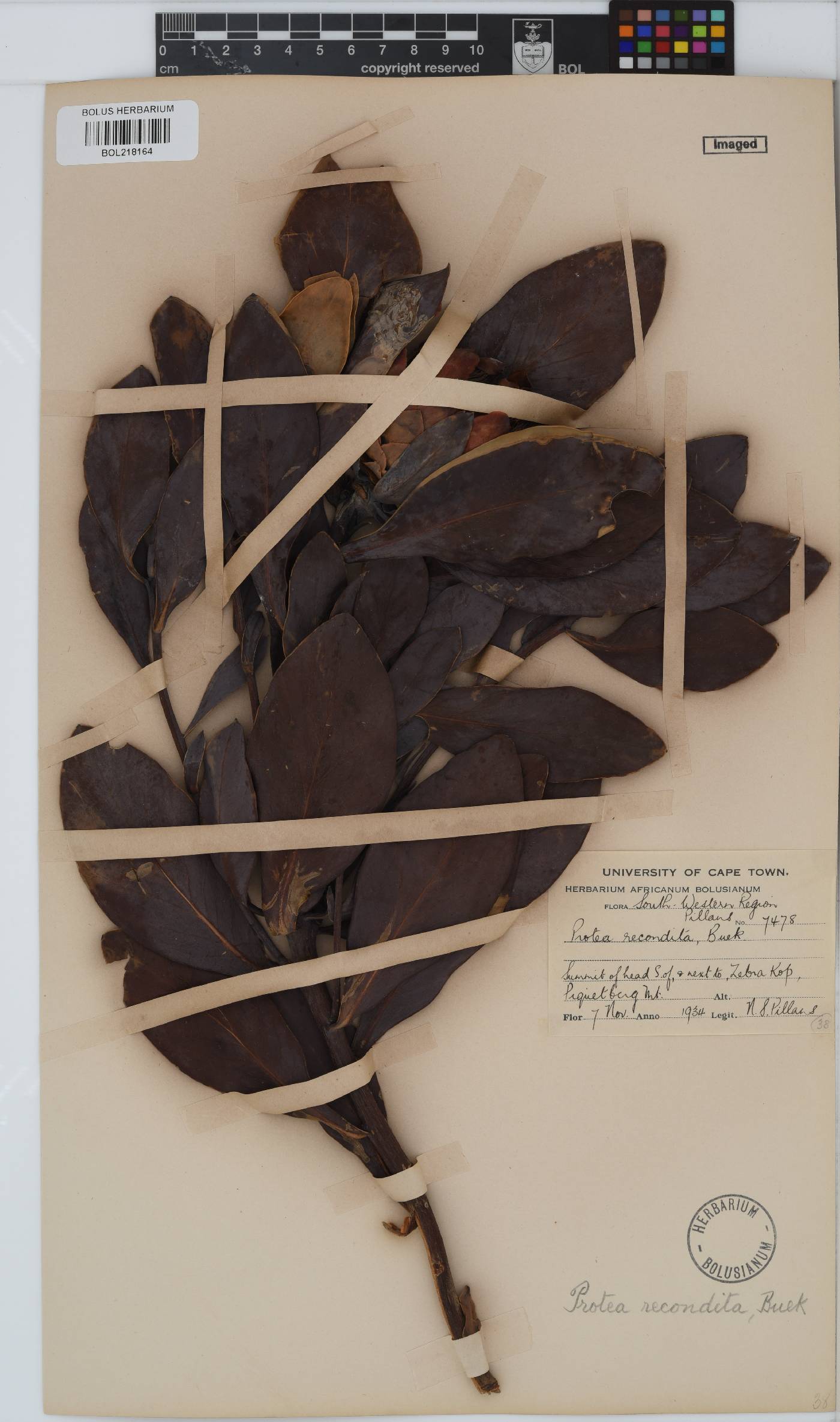 Protea recondita image