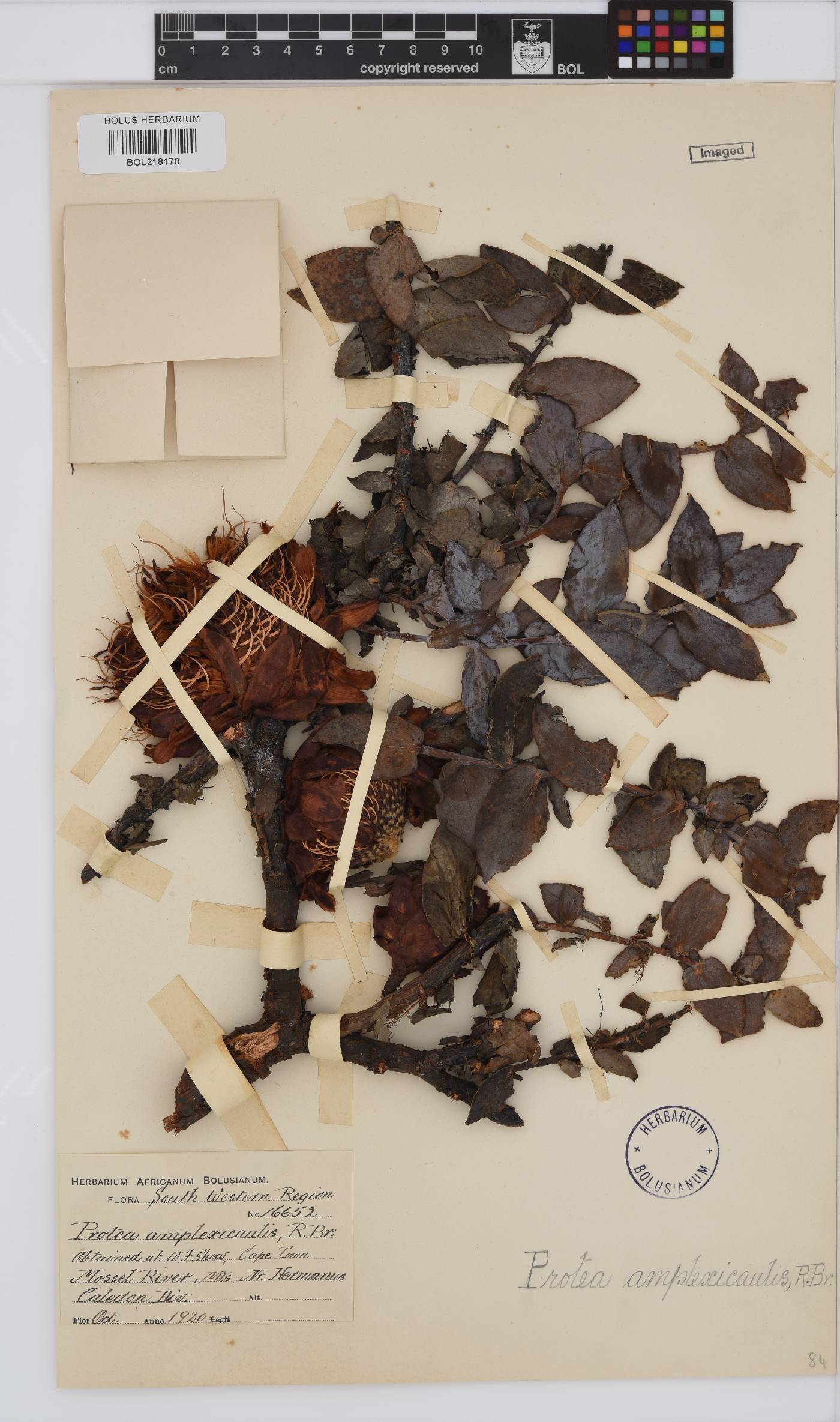 Protea amplexicaulis image