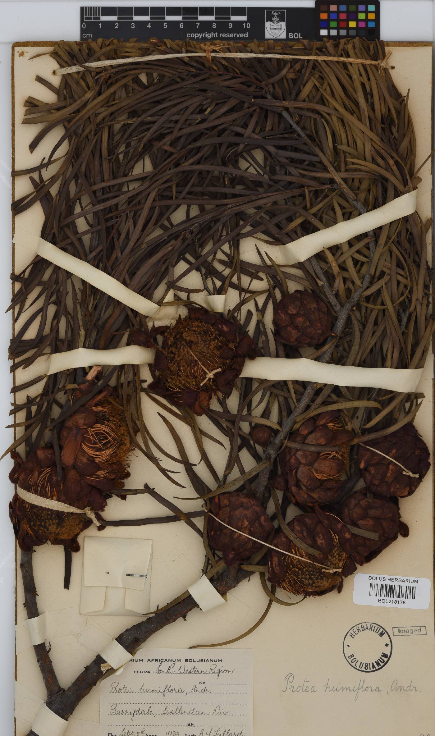 Protea humiflora image