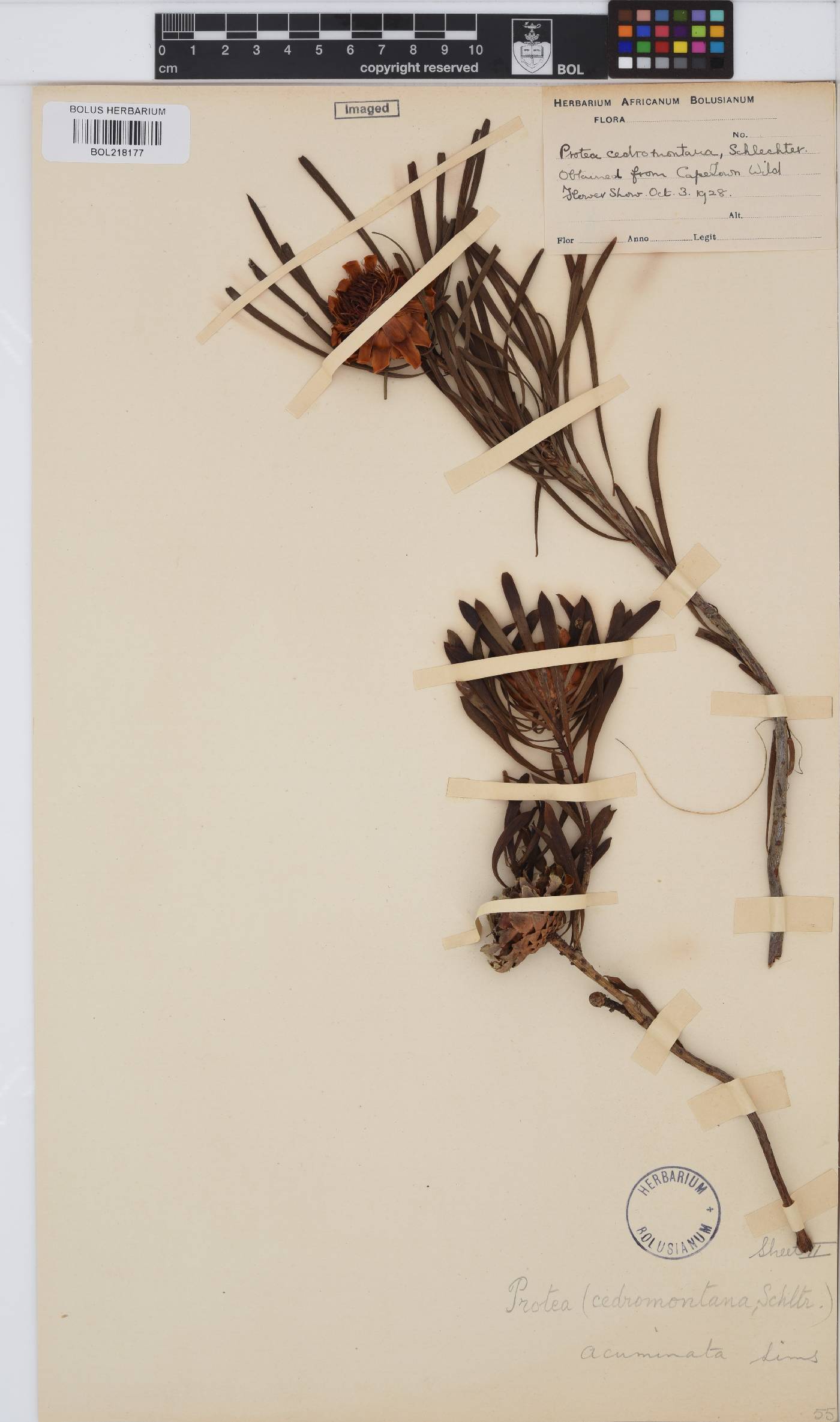 Protea acuminata image