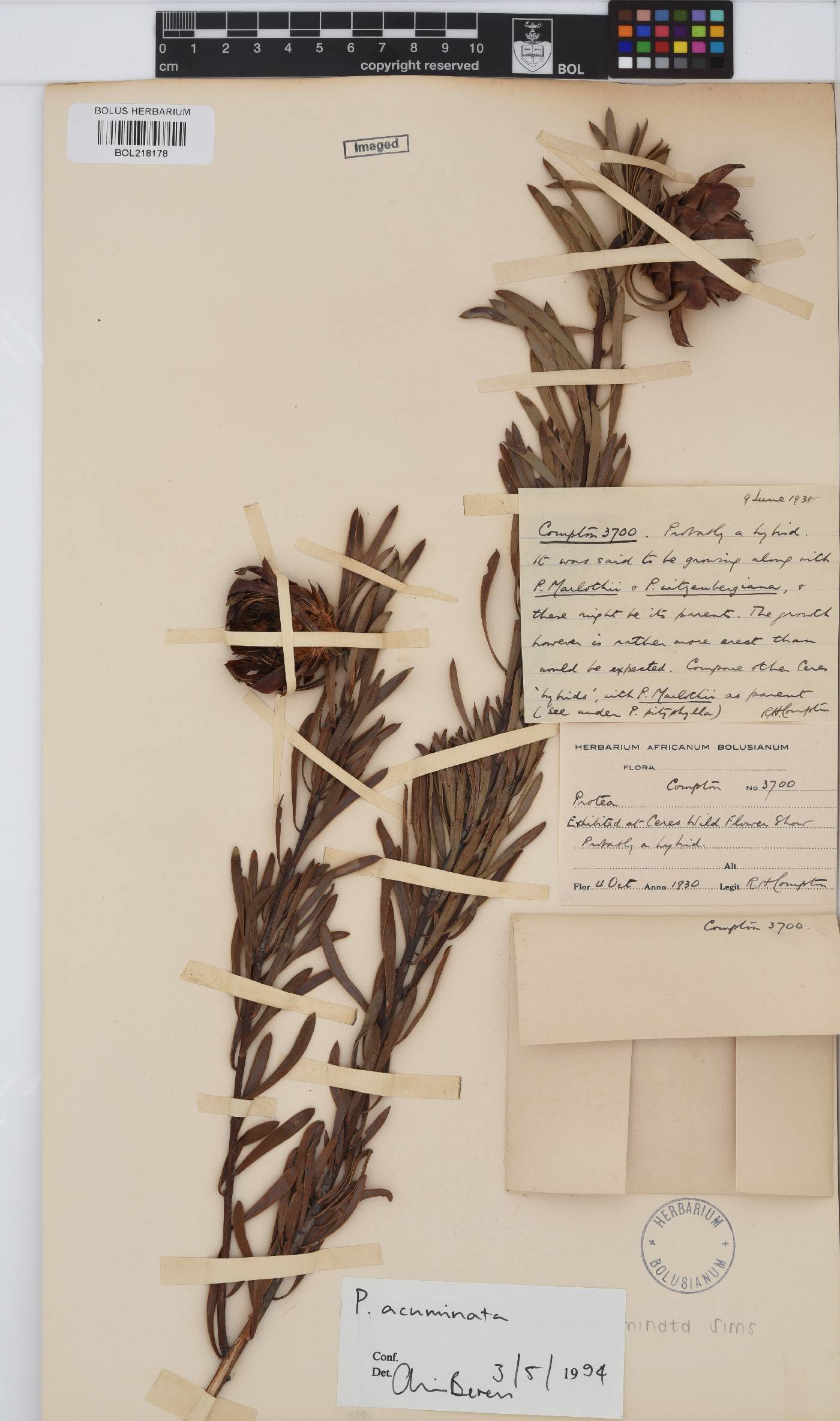 Protea acuminata image