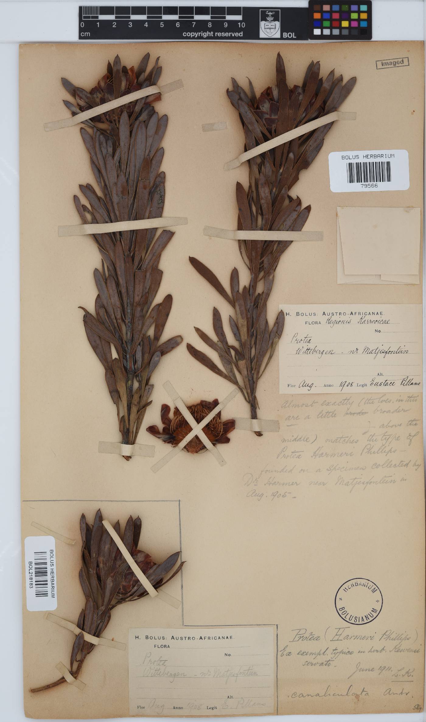 Protea canaliculata image