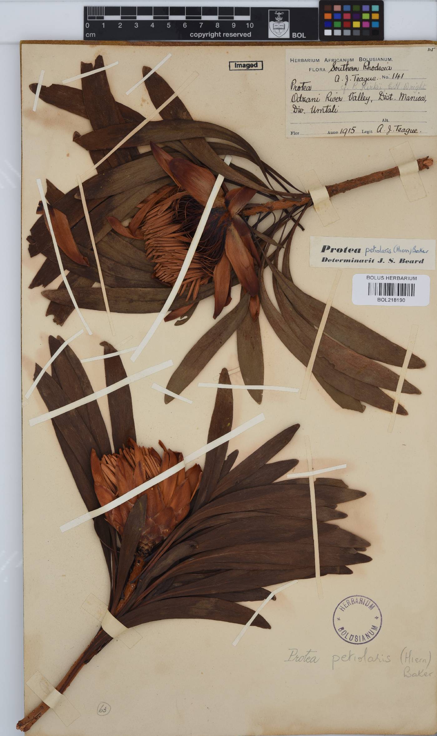 Protea petiolaris image