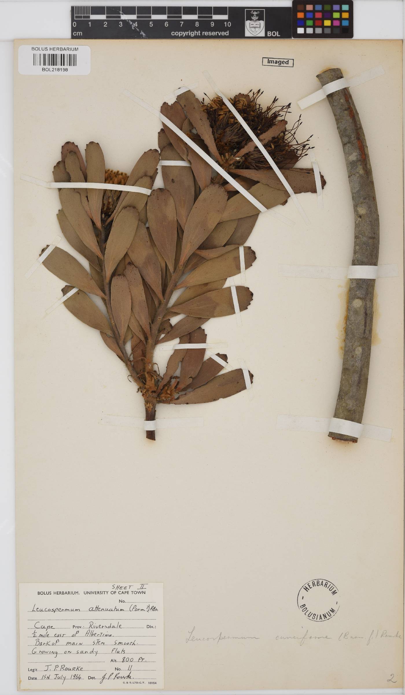 Leucospermum cuneiforme image