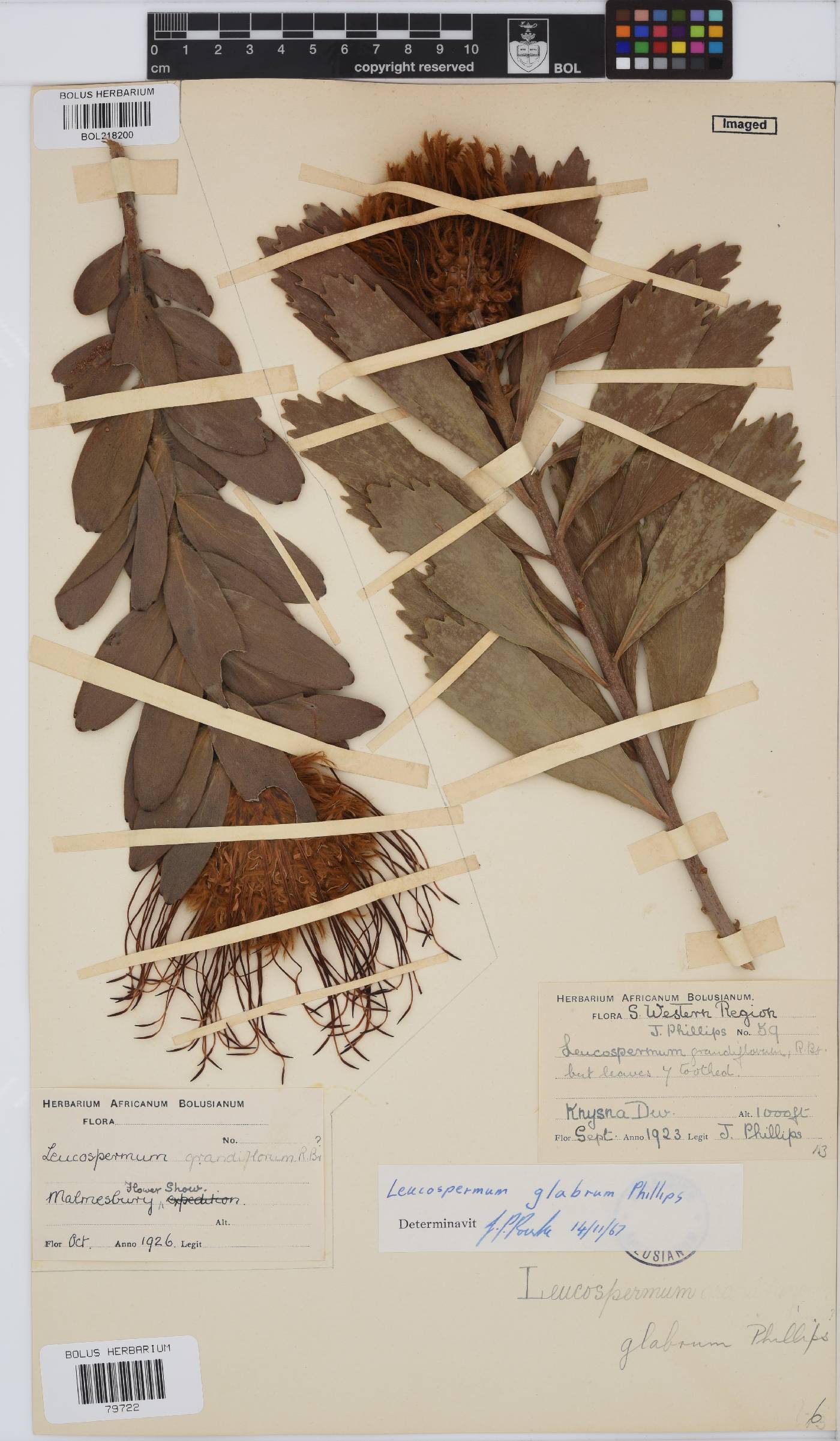 Leucospermum glabrum image