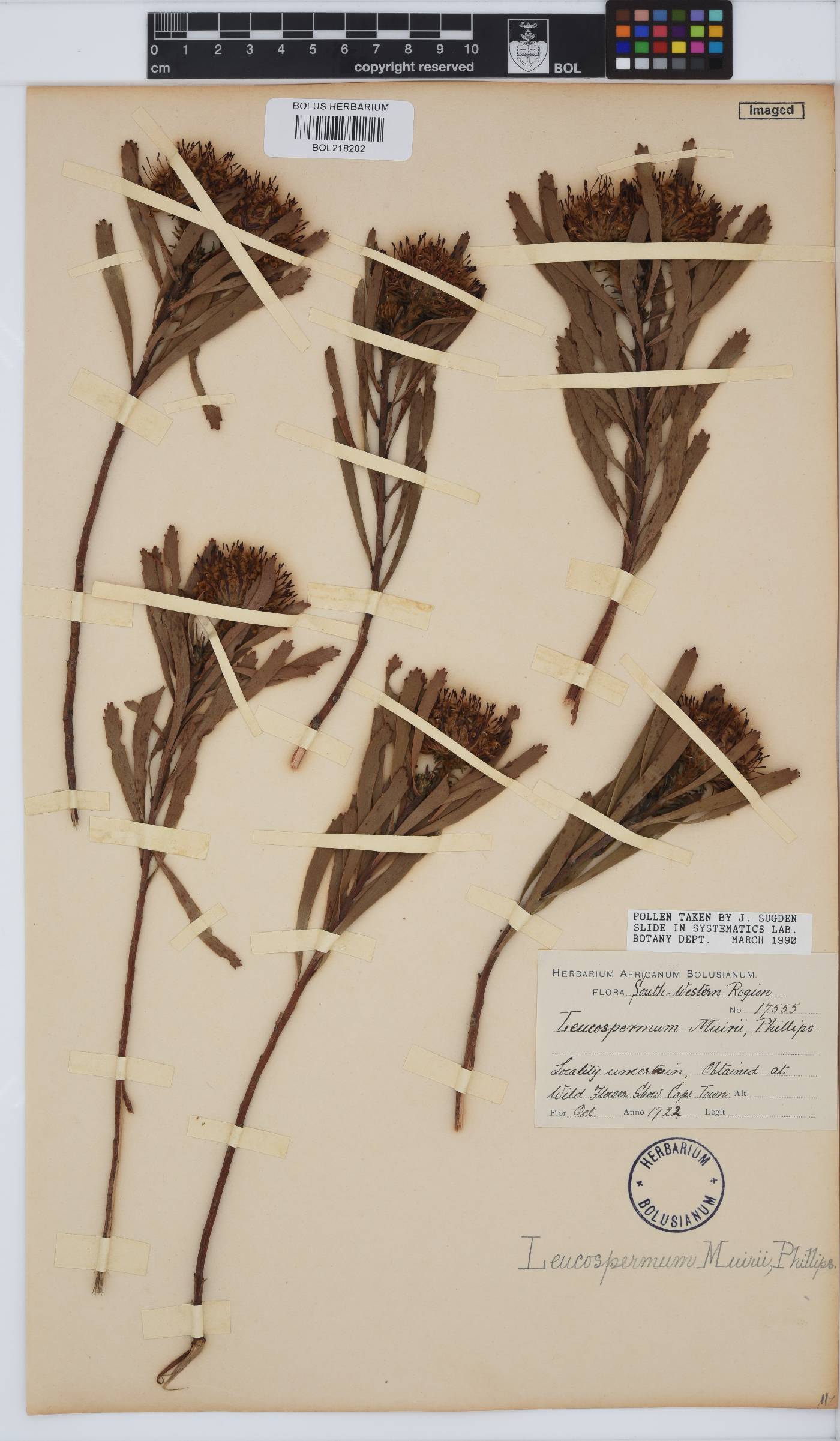 Leucospermum muirii image
