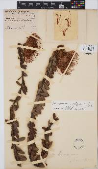 Image of Leucospermum profugum