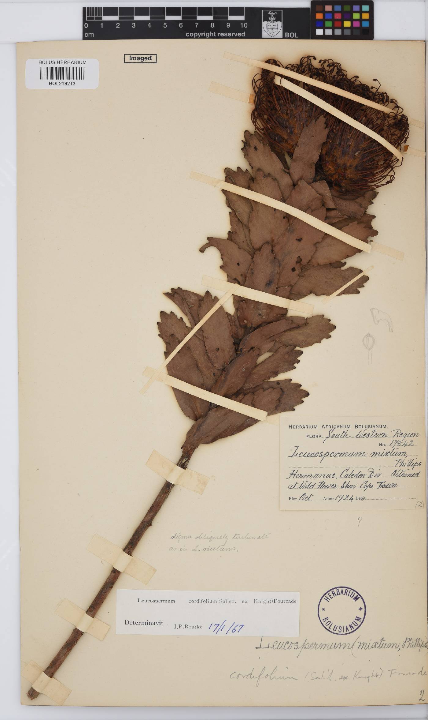 Leucospermum cordifolium image