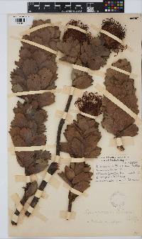 Leucospermum patersonii image