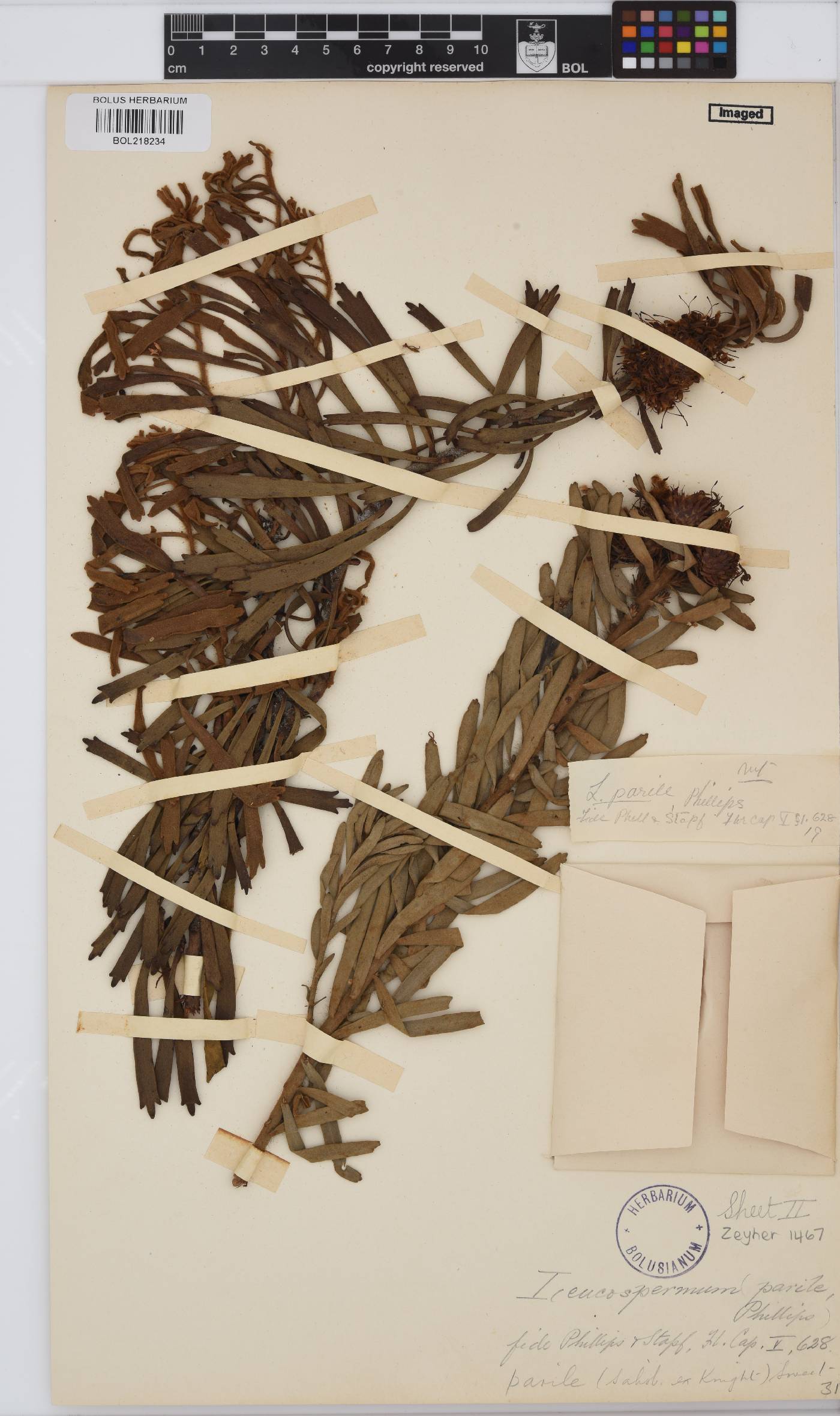 Leucospermum parile image