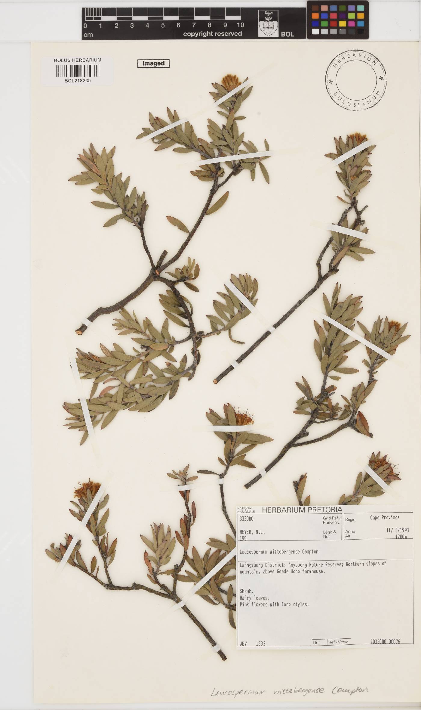 Leucospermum wittebergense image