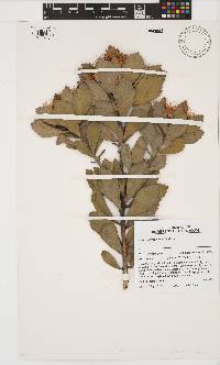 Leucospermum mundii image