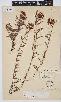 Leucospermum gracile image