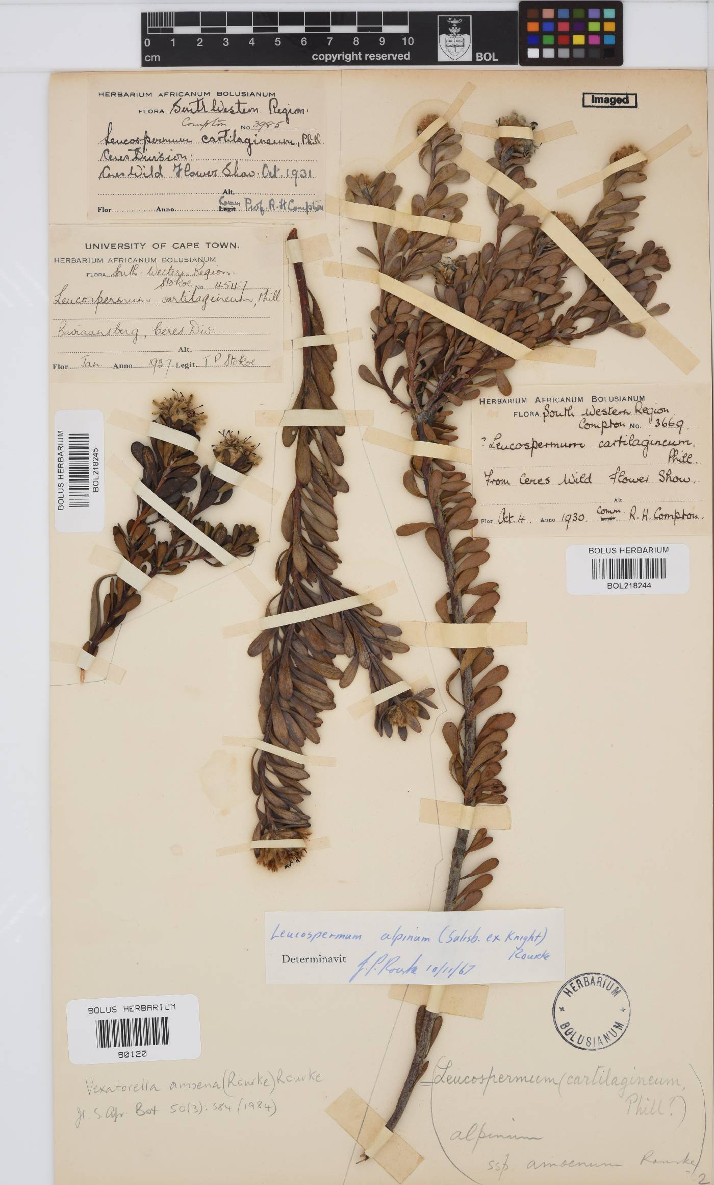 Vexatorella amoena image