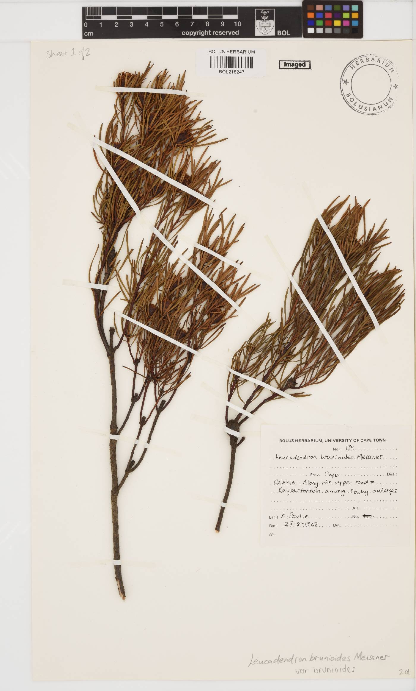 Leucadendron brunioides image