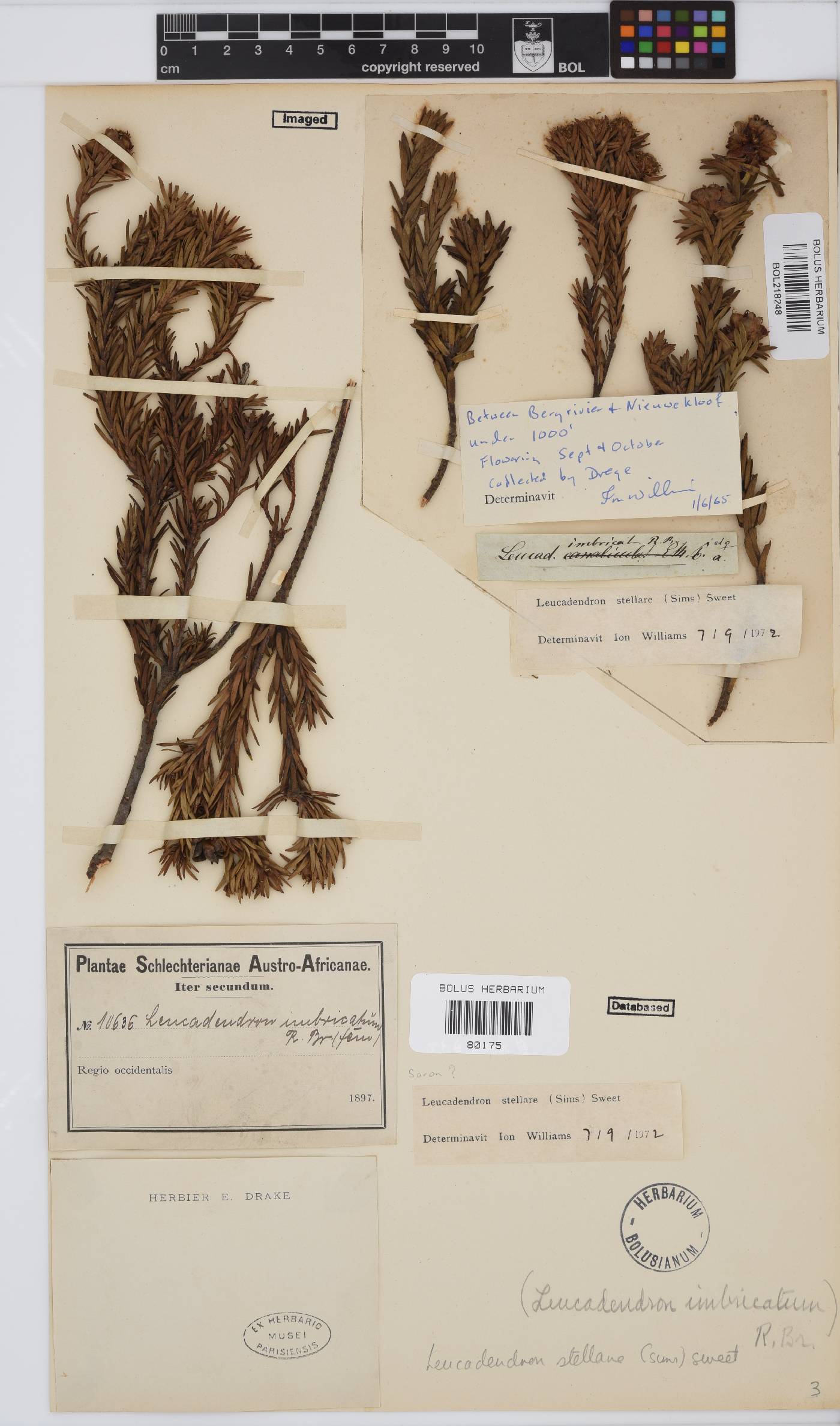 Leucadendron stellare image