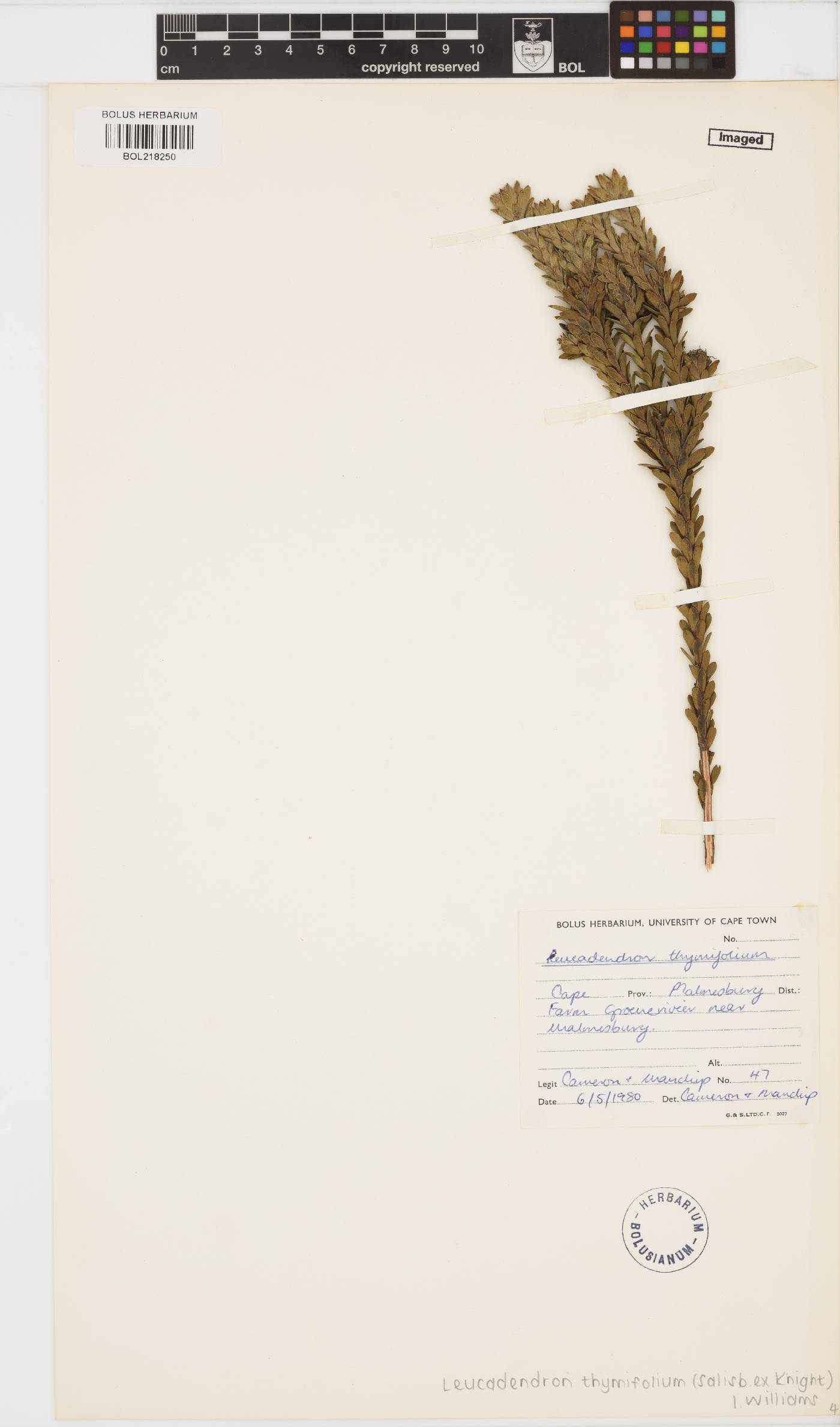 Leucadendron thymifolium image